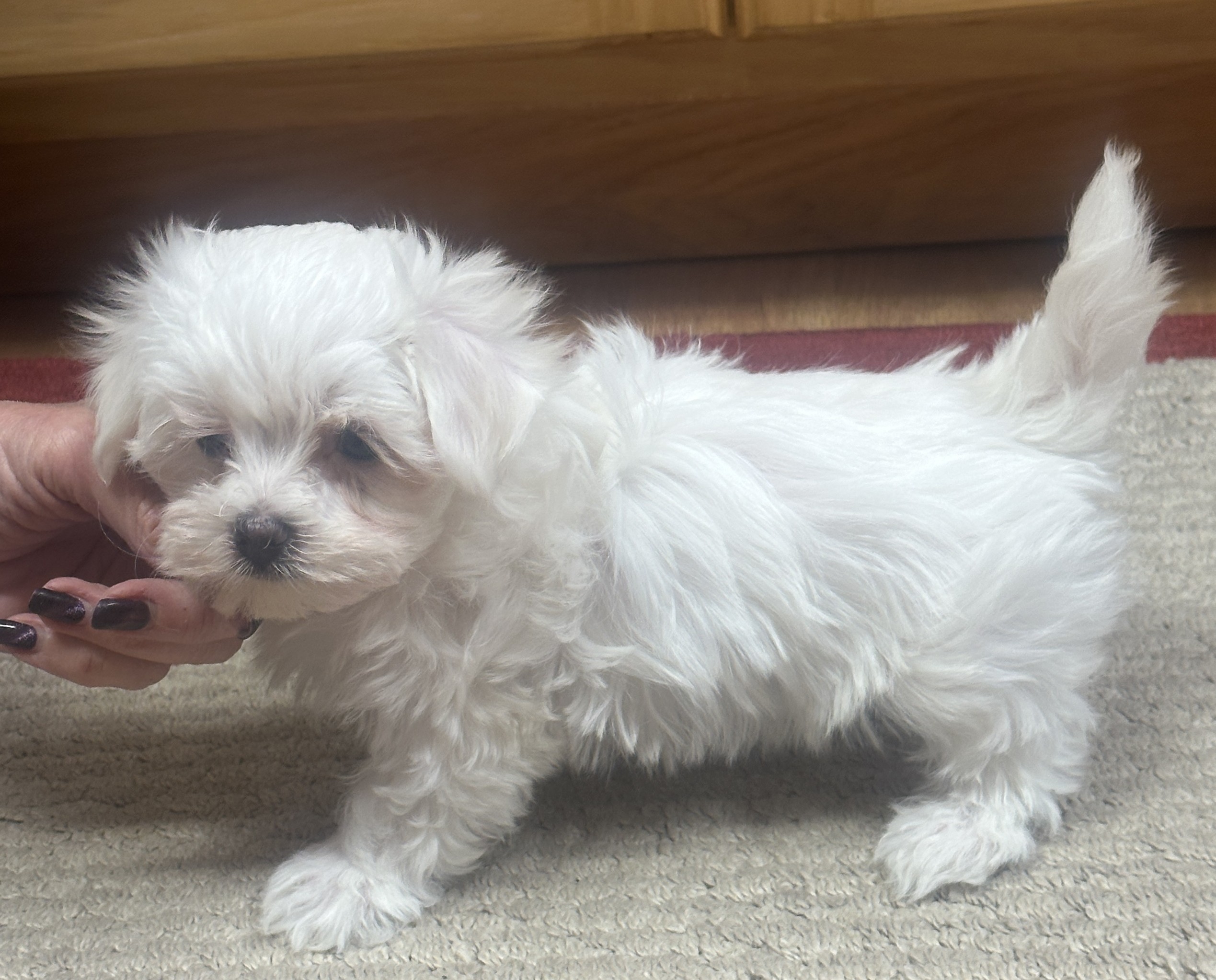 puppy, for, sale, Maltese, Debbie  Yarnall, dog, breeder, Cassville, MO, dog-breeder, puppy-for-sale, forsale, nearby, find, puppyfind, locator, puppylocator, aca