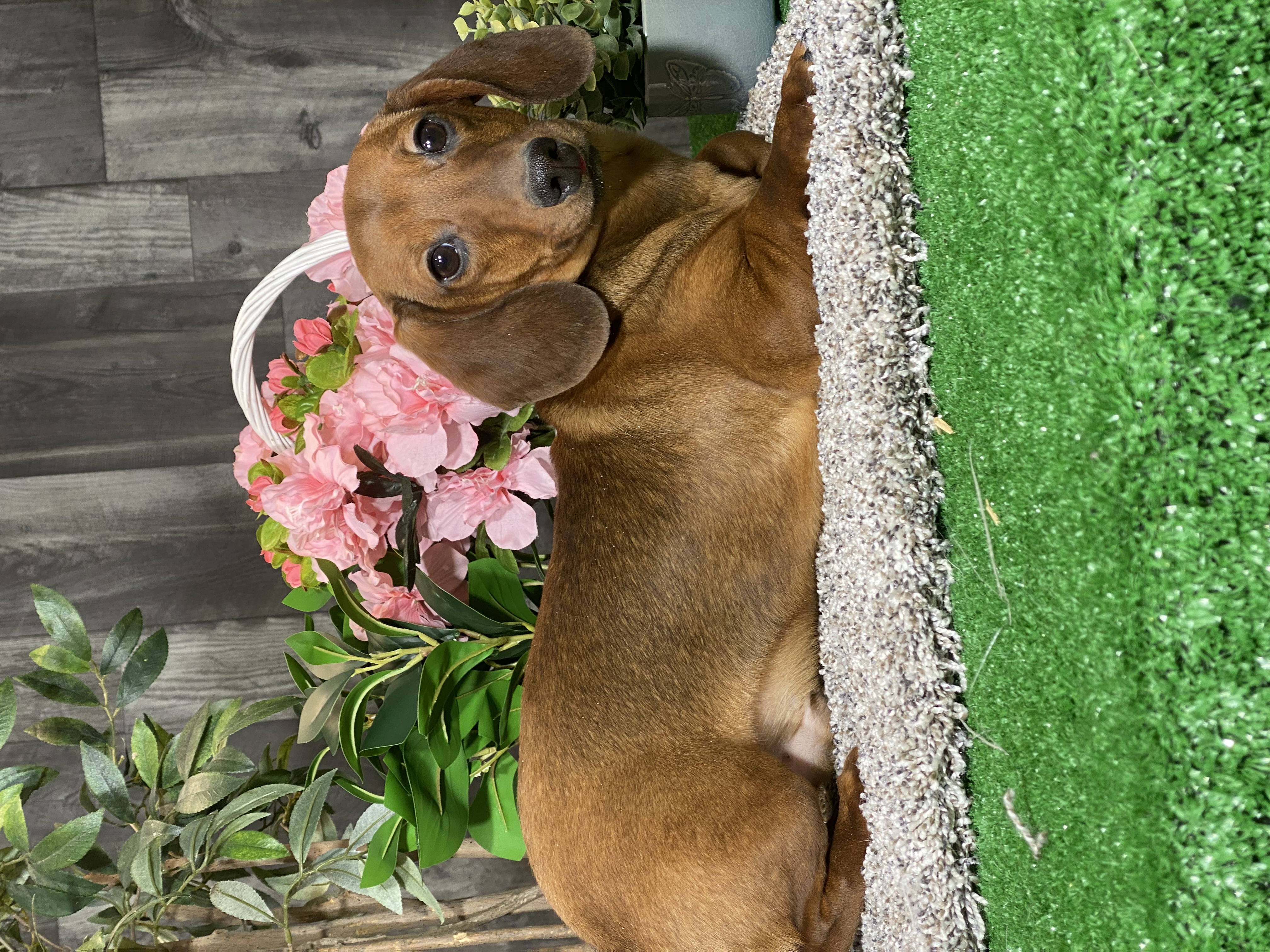 puppy, for, sale, Dachshund, Curtis  Martin, dog, breeder, Seneca Falls, NY, dog-breeder, puppy-for-sale, forsale, nearby, find, puppyfind, locator, puppylocator, aca