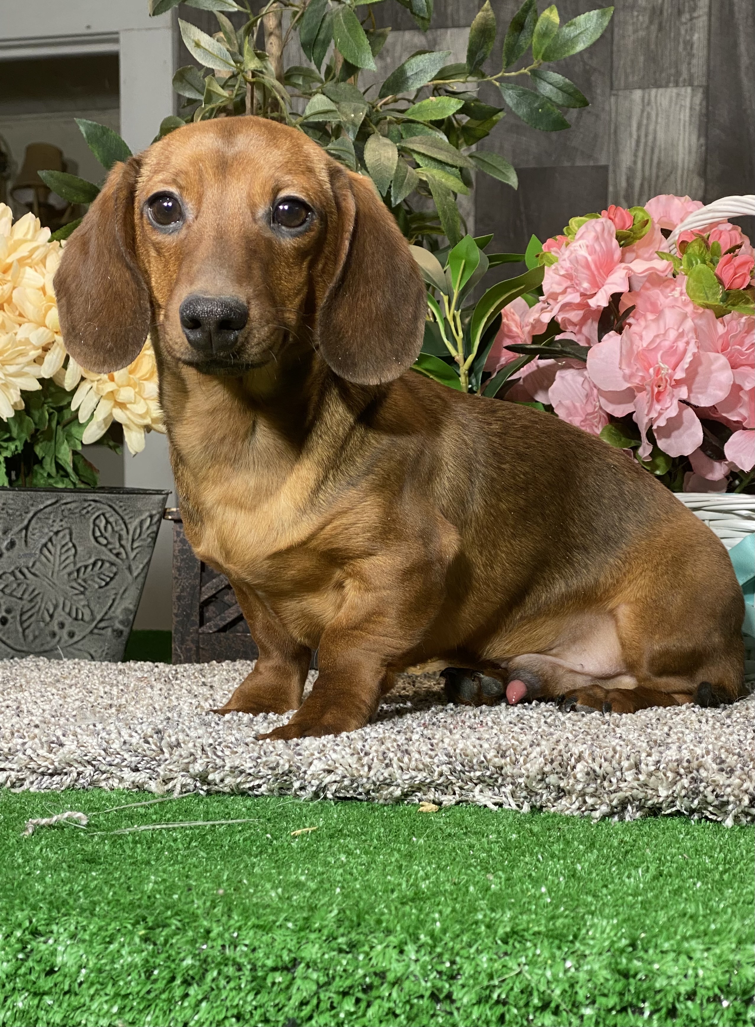 puppy, for, sale, Dachshund, Curtis  Martin, dog, breeder, Seneca Falls, NY, dog-breeder, puppy-for-sale, forsale, nearby, find, puppyfind, locator, puppylocator, aca