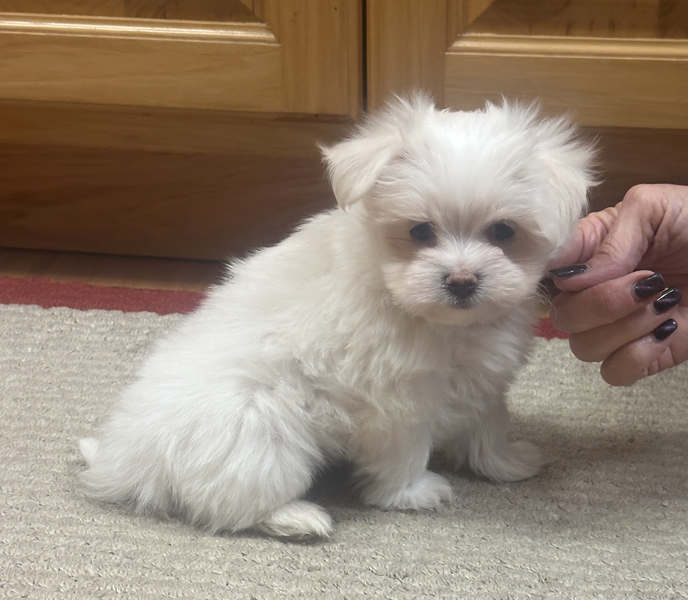 puppy, for, sale, Maltese, Debbie  Yarnall, dog, breeder, Cassville, MO, dog-breeder, puppy-for-sale, forsale, nearby, find, puppyfind, locator, puppylocator, aca