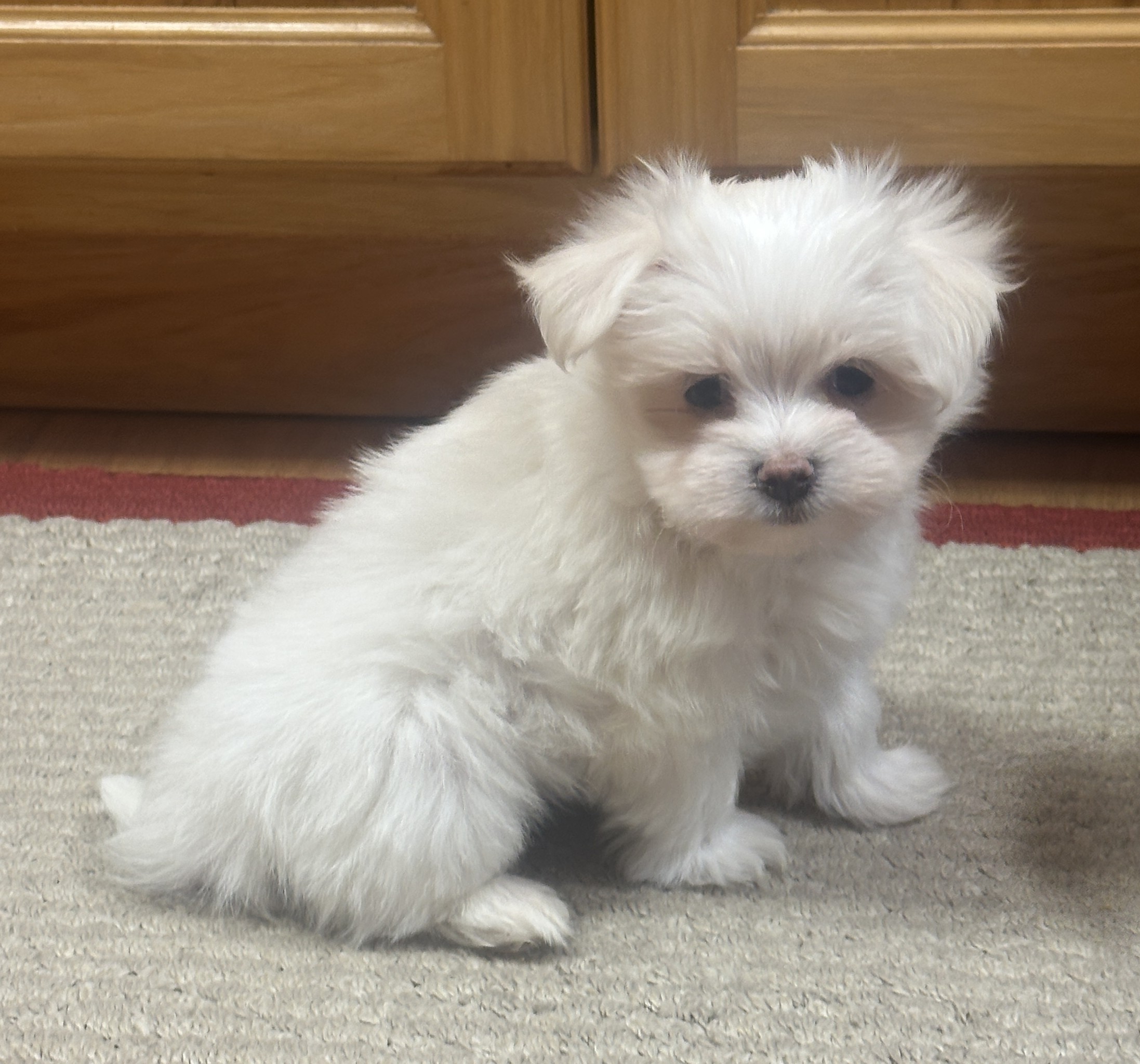 puppy, for, sale, Maltese, Debbie  Yarnall, dog, breeder, Cassville, MO, dog-breeder, puppy-for-sale, forsale, nearby, find, puppyfind, locator, puppylocator, aca