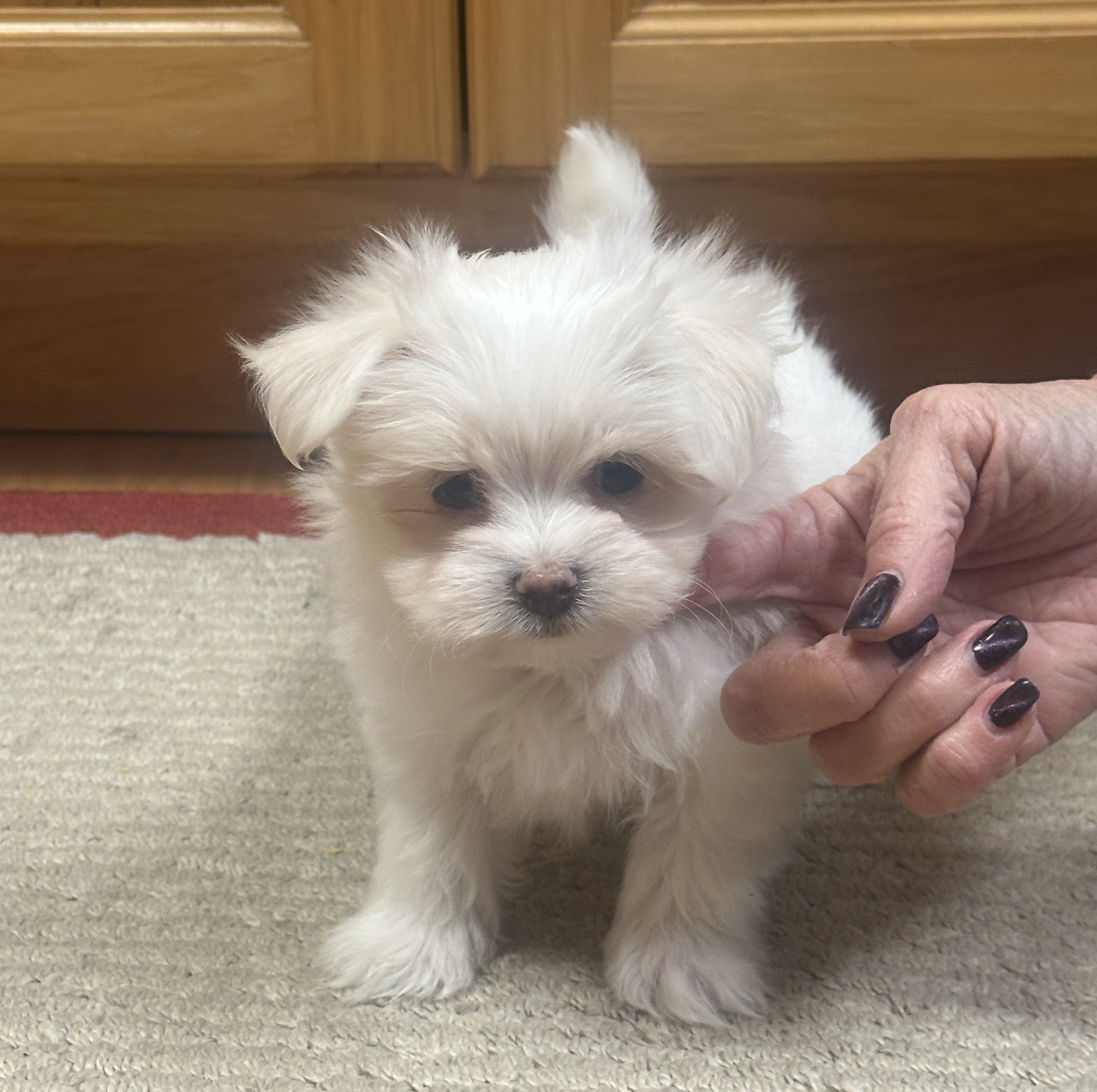 puppy, for, sale, Maltese, Debbie  Yarnall, dog, breeder, Cassville, MO, dog-breeder, puppy-for-sale, forsale, nearby, find, puppyfind, locator, puppylocator, aca