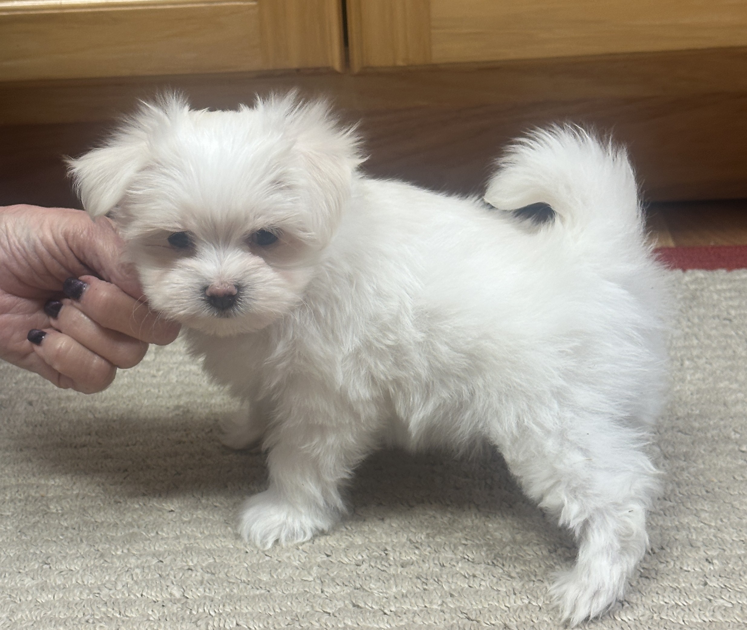 puppy, for, sale, Maltese, Debbie  Yarnall, dog, breeder, Cassville, MO, dog-breeder, puppy-for-sale, forsale, nearby, find, puppyfind, locator, puppylocator, aca