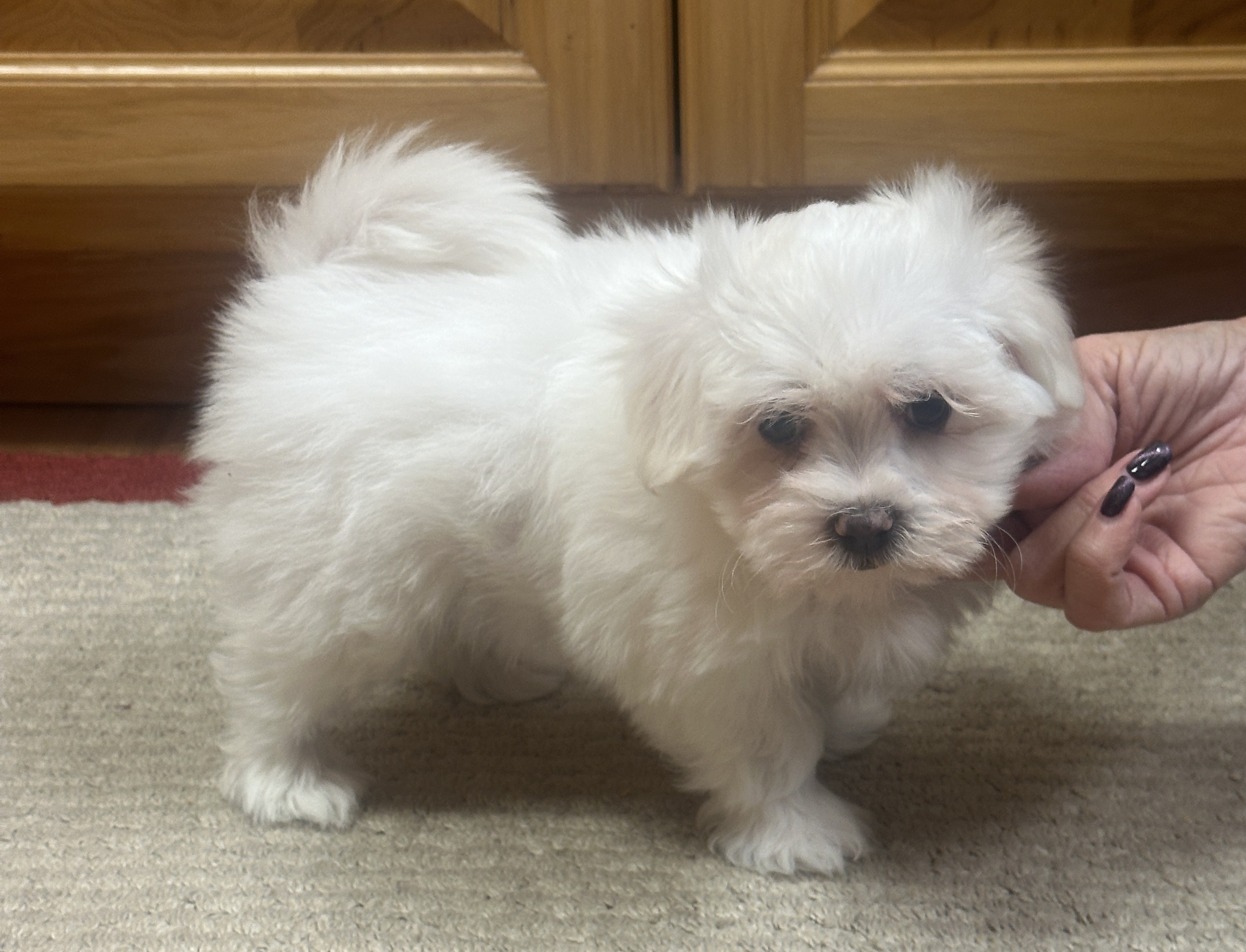 puppy, for, sale, Maltese, Debbie  Yarnall, dog, breeder, Cassville, MO, dog-breeder, puppy-for-sale, forsale, nearby, find, puppyfind, locator, puppylocator, aca