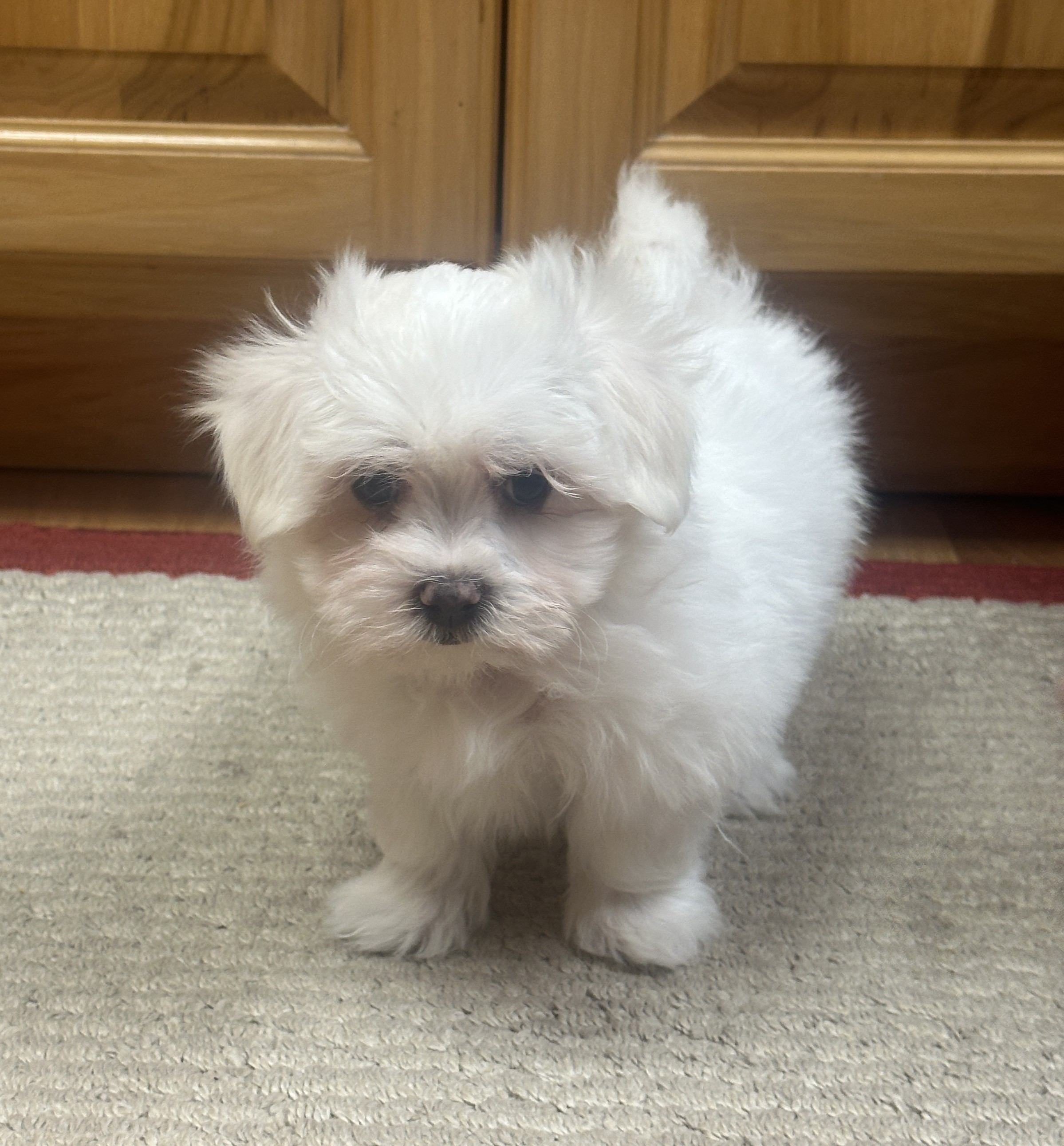 puppy, for, sale, Maltese, Debbie  Yarnall, dog, breeder, Cassville, MO, dog-breeder, puppy-for-sale, forsale, nearby, find, puppyfind, locator, puppylocator, aca