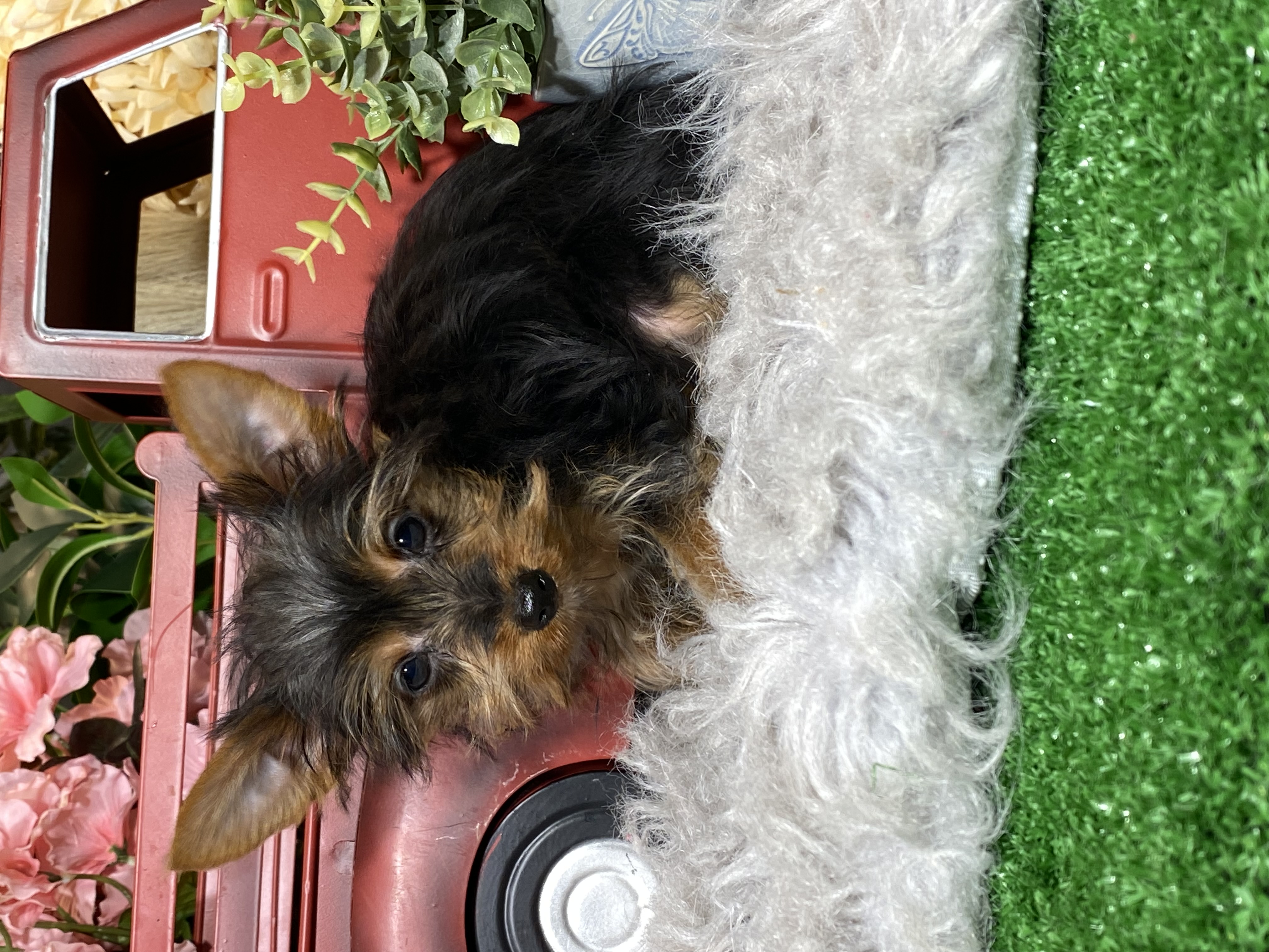 puppy, for, sale, Yorkshire Terrier, Curtis  Martin, dog, breeder, Seneca Falls, NY, dog-breeder, puppy-for-sale, forsale, nearby, find, puppyfind, locator, puppylocator, aca