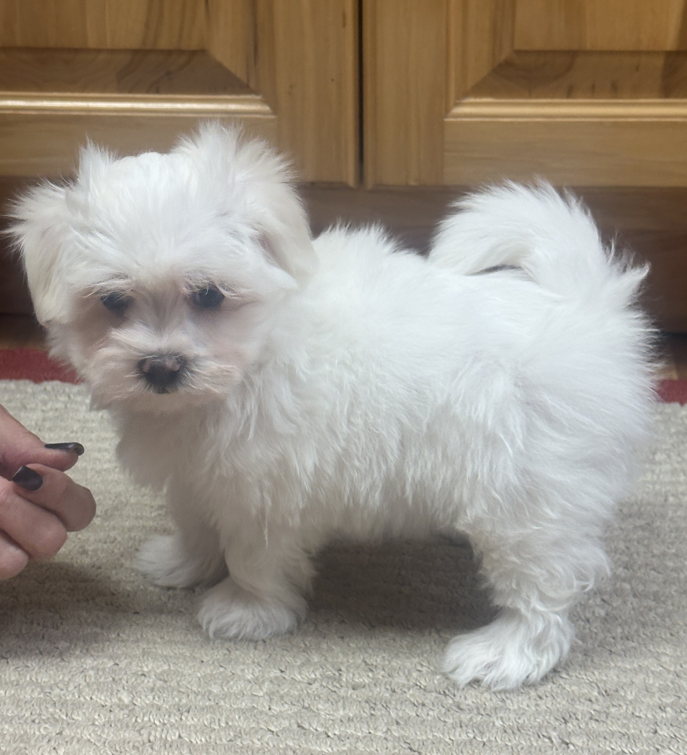 puppy, for, sale, Maltese, Debbie  Yarnall, dog, breeder, Cassville, MO, dog-breeder, puppy-for-sale, forsale, nearby, find, puppyfind, locator, puppylocator, aca