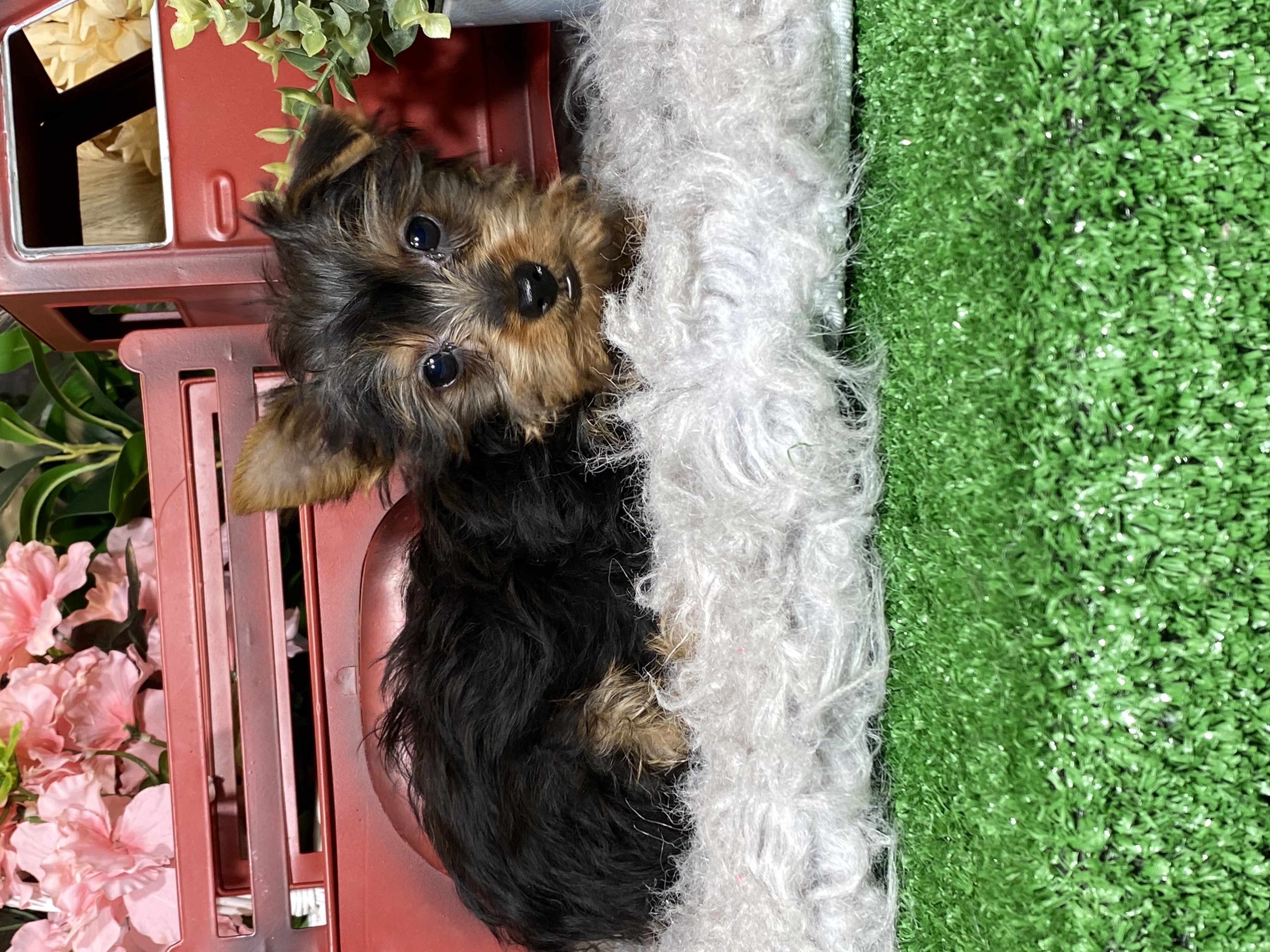 puppy, for, sale, Yorkshire Terrier, Curtis  Martin, dog, breeder, Seneca Falls, NY, dog-breeder, puppy-for-sale, forsale, nearby, find, puppyfind, locator, puppylocator, aca