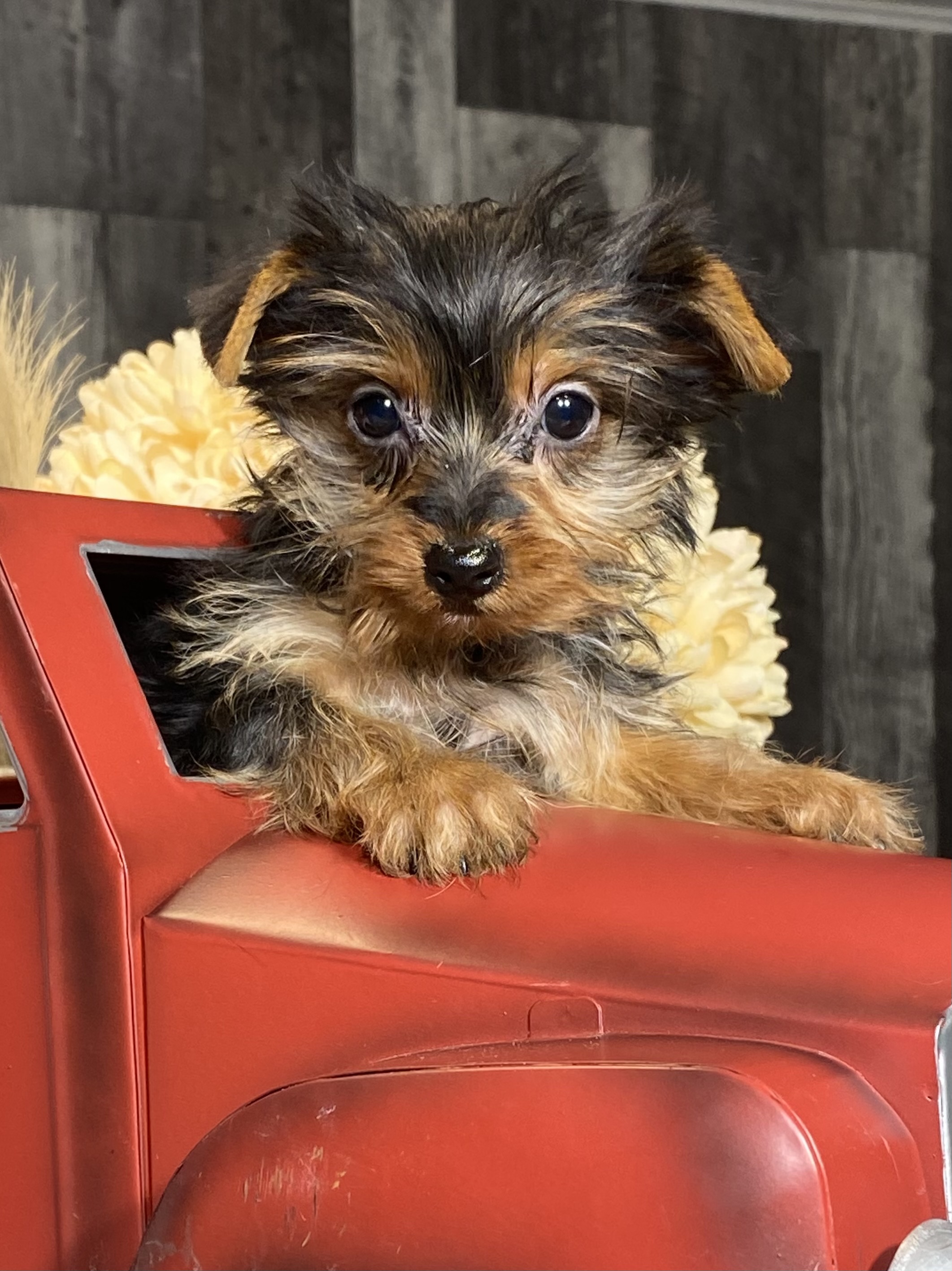 puppy, for, sale, Yorkshire Terrier, Curtis  Martin, dog, breeder, Seneca Falls, NY, dog-breeder, puppy-for-sale, forsale, nearby, find, puppyfind, locator, puppylocator, aca