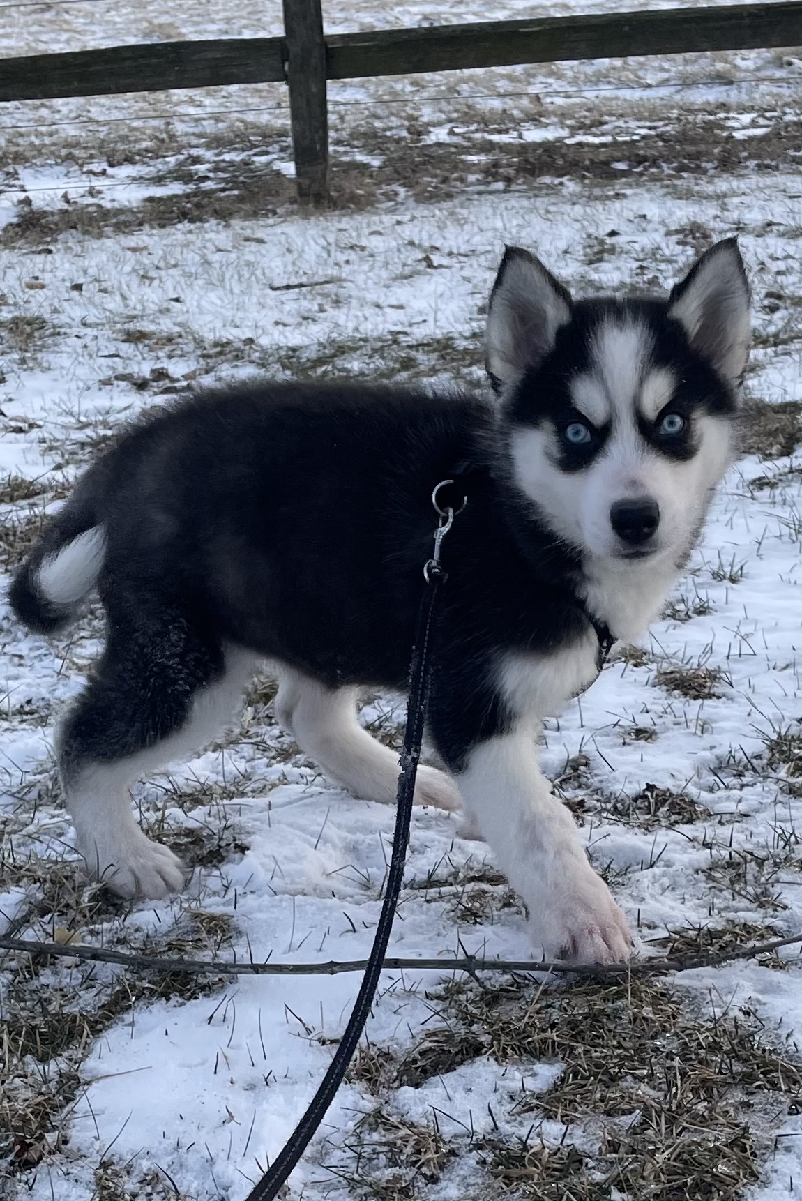 puppy, for, sale, Siberian Husky, Curtis  Martin, dog, breeder, Seneca Falls, NY, dog-breeder, puppy-for-sale, forsale, nearby, find, puppyfind, locator, puppylocator, aca