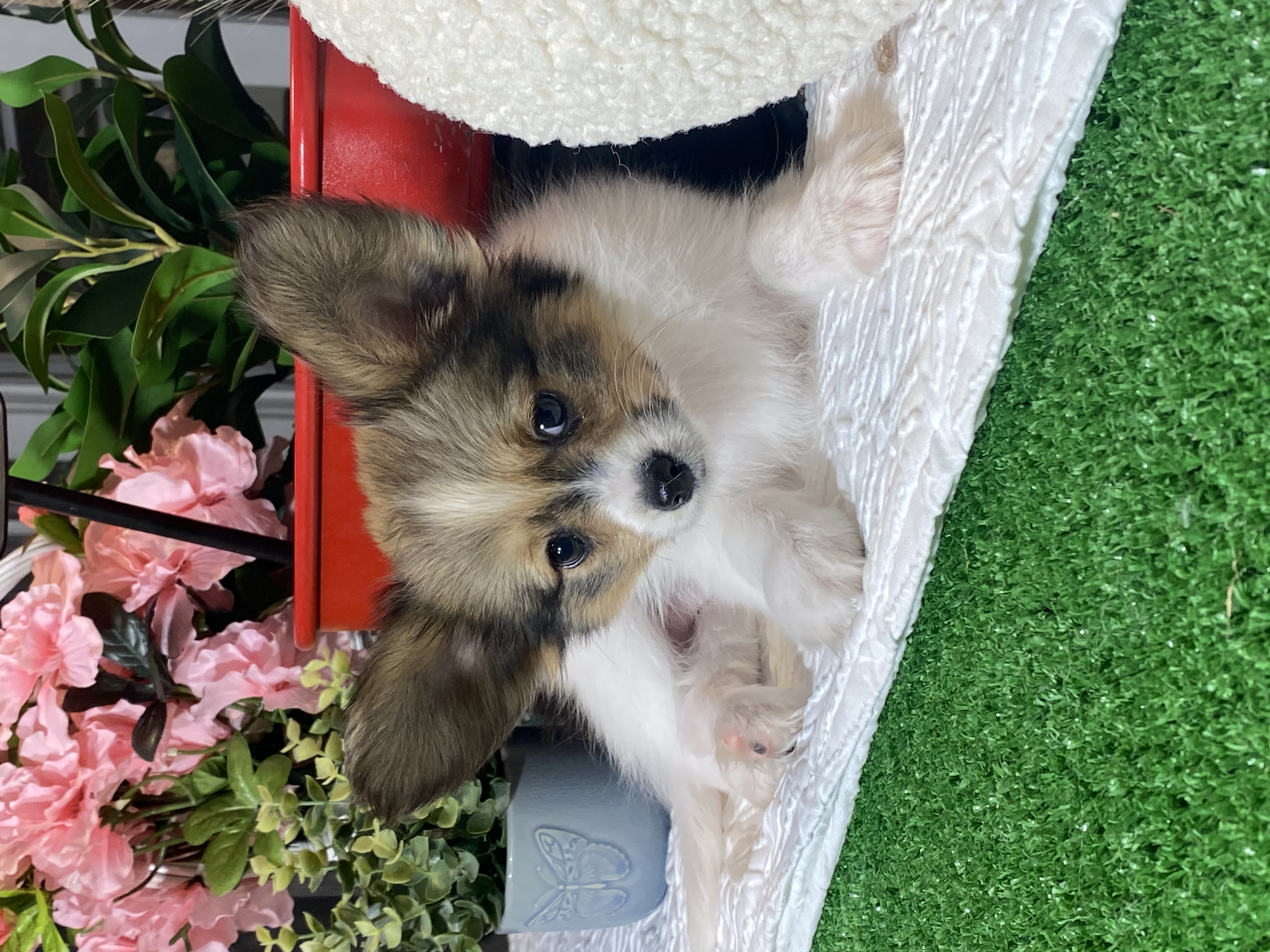 puppy, for, sale, Papillon, Curtis  Martin, dog, breeder, Seneca Falls, NY, dog-breeder, puppy-for-sale, forsale, nearby, find, puppyfind, locator, puppylocator, aca