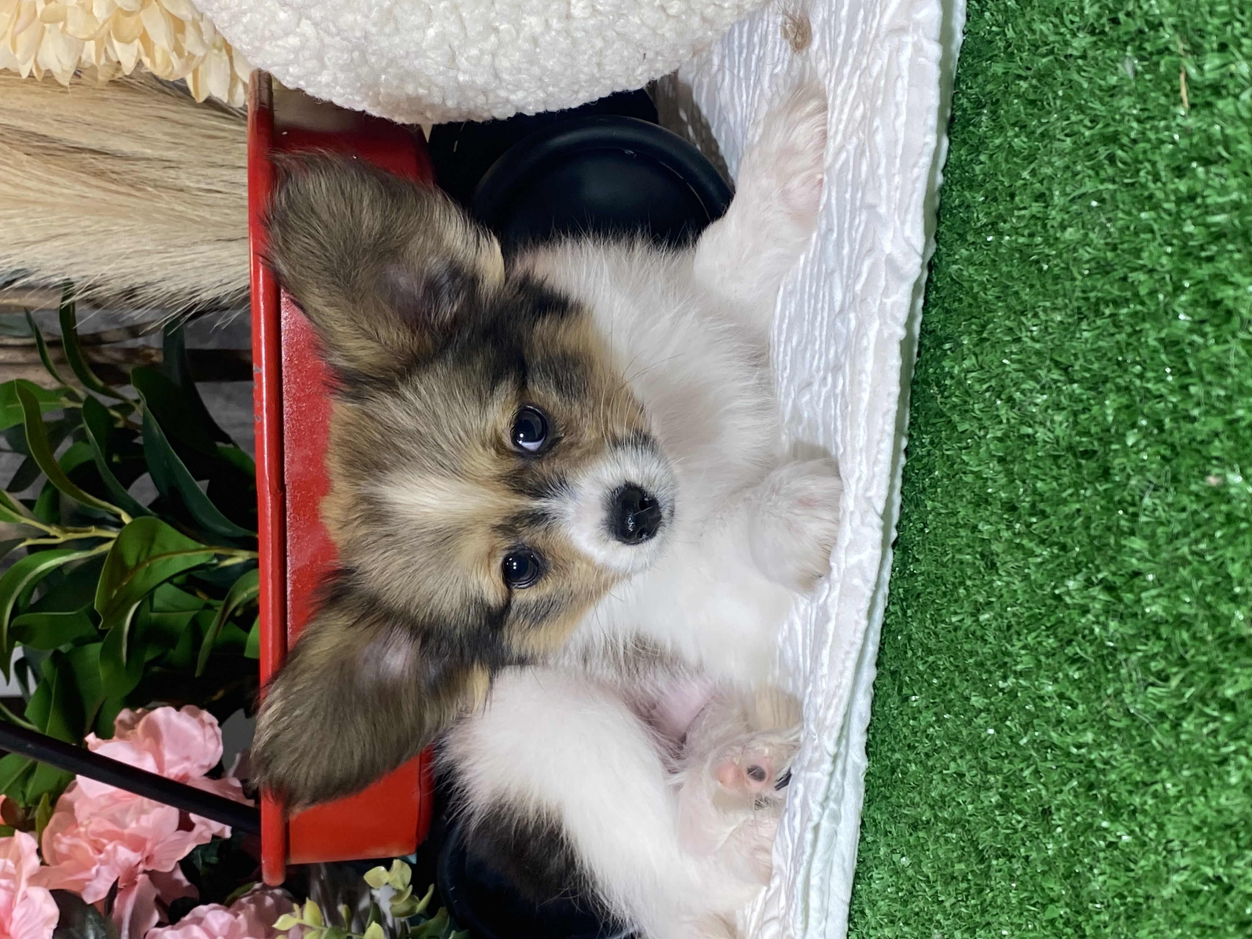 puppy, for, sale, Papillon, Curtis  Martin, dog, breeder, Seneca Falls, NY, dog-breeder, puppy-for-sale, forsale, nearby, find, puppyfind, locator, puppylocator, aca
