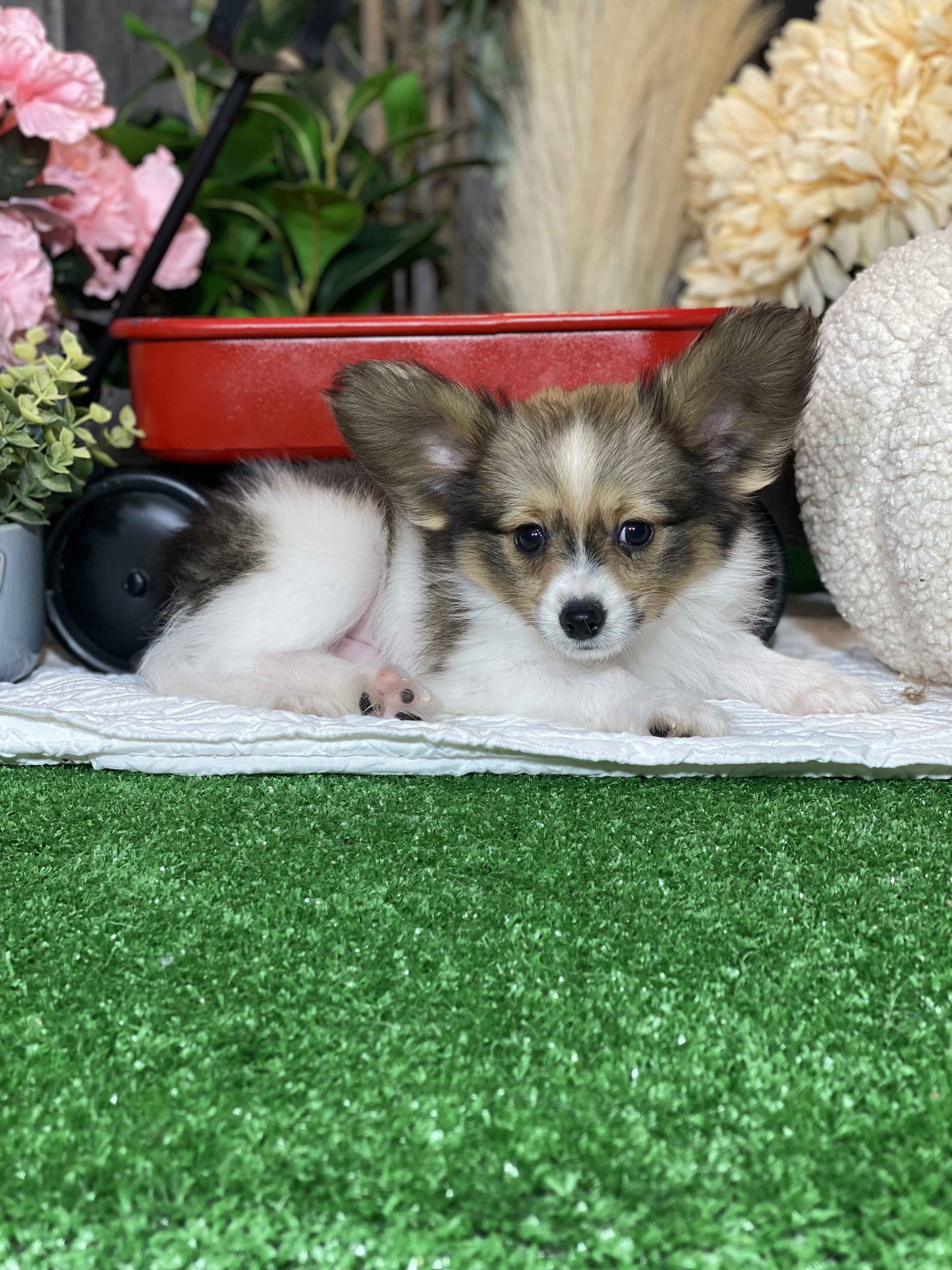 puppy, for, sale, Papillon, Curtis  Martin, dog, breeder, Seneca Falls, NY, dog-breeder, puppy-for-sale, forsale, nearby, find, puppyfind, locator, puppylocator, aca