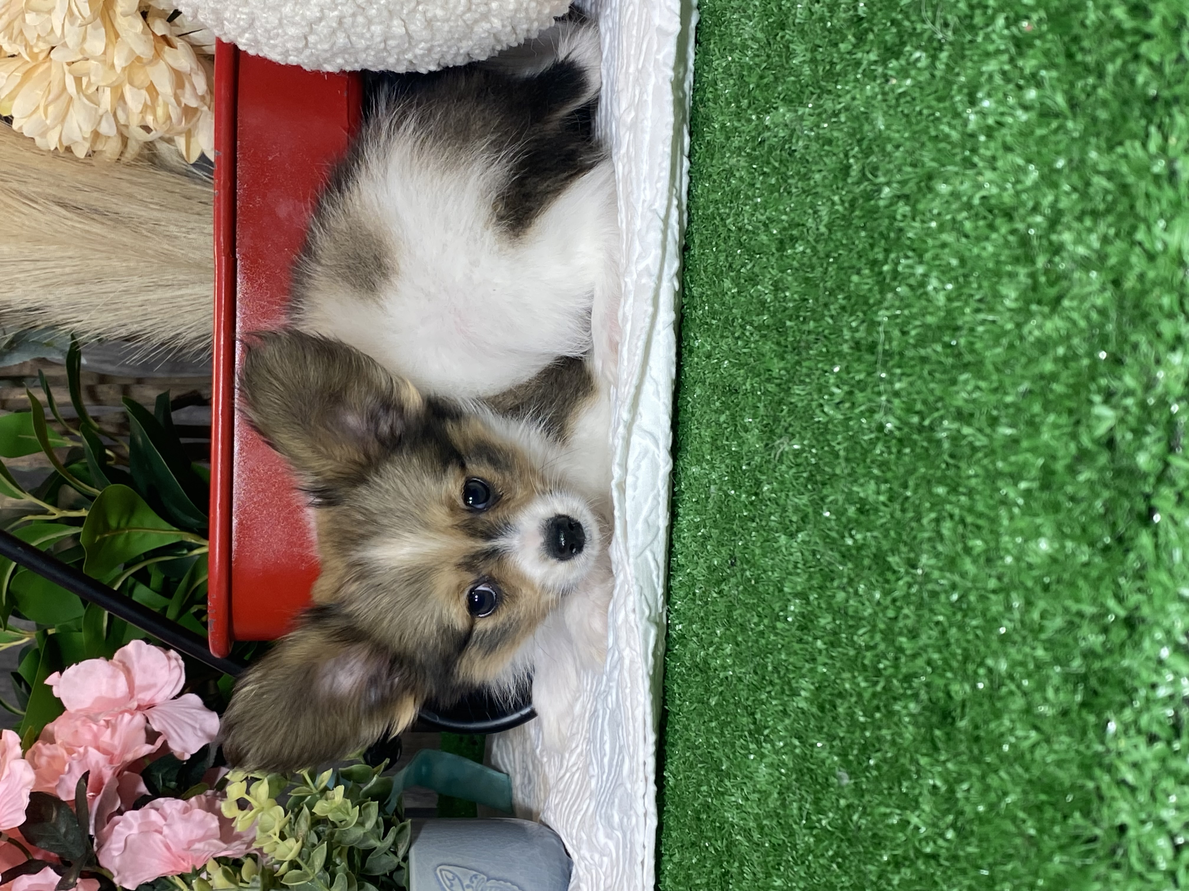 puppy, for, sale, Papillon, Curtis  Martin, dog, breeder, Seneca Falls, NY, dog-breeder, puppy-for-sale, forsale, nearby, find, puppyfind, locator, puppylocator, aca
