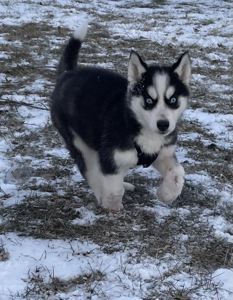 puppy, for, sale, Siberian Husky, Curtis  Martin, dog, breeder, Seneca Falls, NY, dog-breeder, puppy-for-sale, forsale, nearby, find, puppyfind, locator, puppylocator, aca