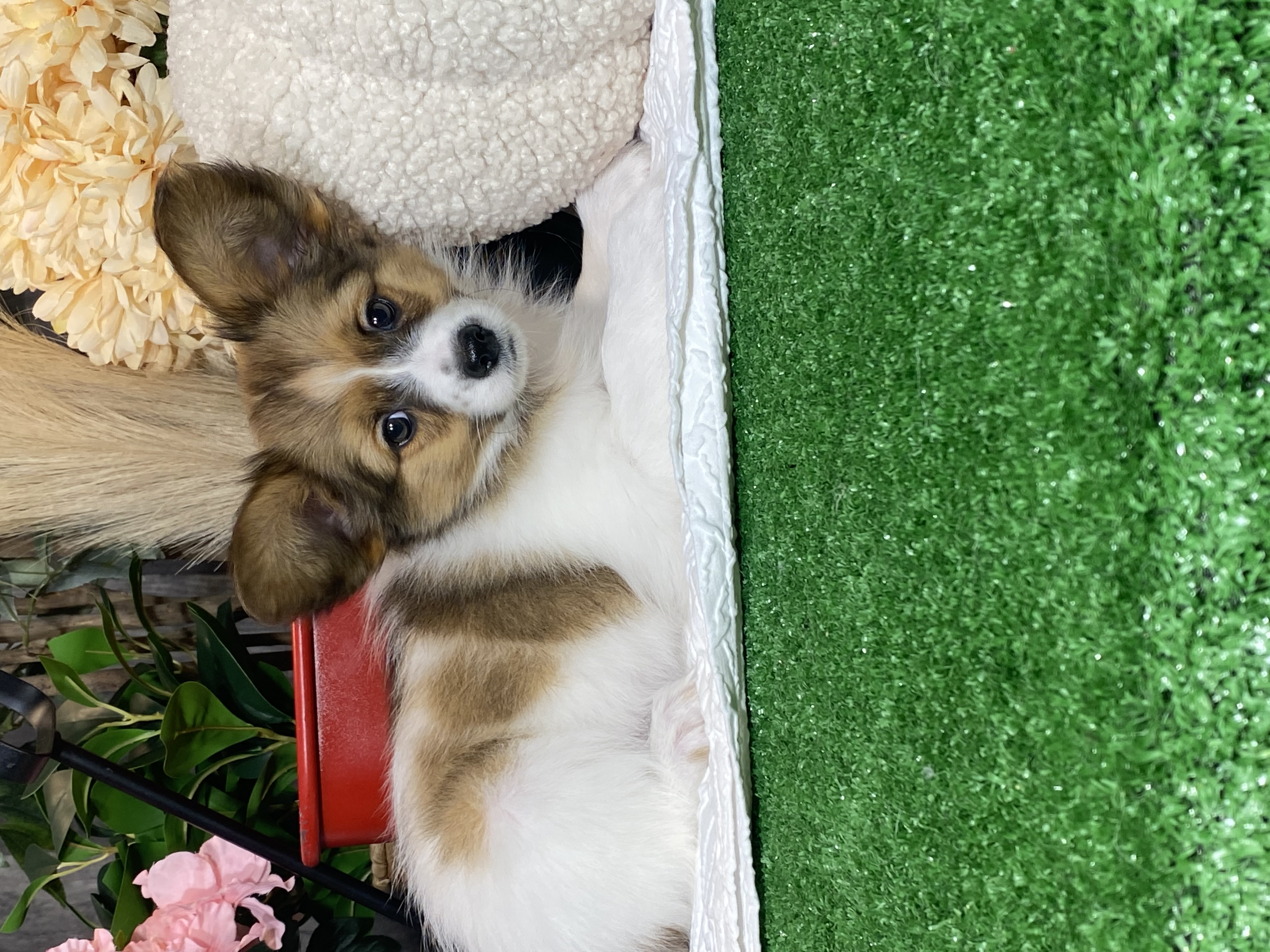 puppy, for, sale, Papillon, Curtis  Martin, dog, breeder, Seneca Falls, NY, dog-breeder, puppy-for-sale, forsale, nearby, find, puppyfind, locator, puppylocator, aca