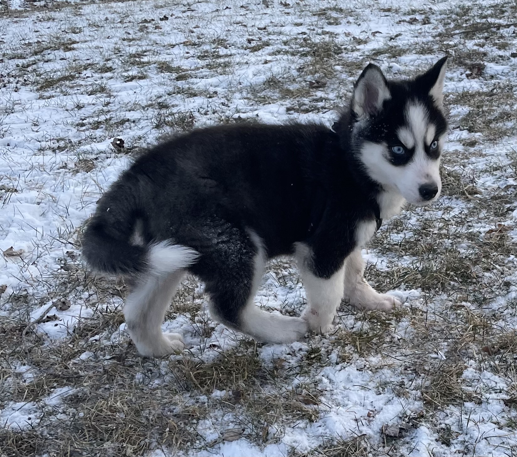 puppy, for, sale, Siberian Husky, Curtis  Martin, dog, breeder, Seneca Falls, NY, dog-breeder, puppy-for-sale, forsale, nearby, find, puppyfind, locator, puppylocator, aca