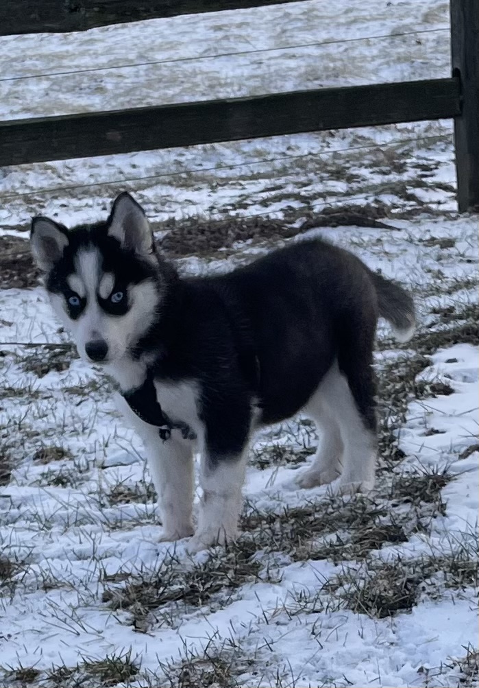 puppy, for, sale, Siberian Husky, Curtis  Martin, dog, breeder, Seneca Falls, NY, dog-breeder, puppy-for-sale, forsale, nearby, find, puppyfind, locator, puppylocator, aca