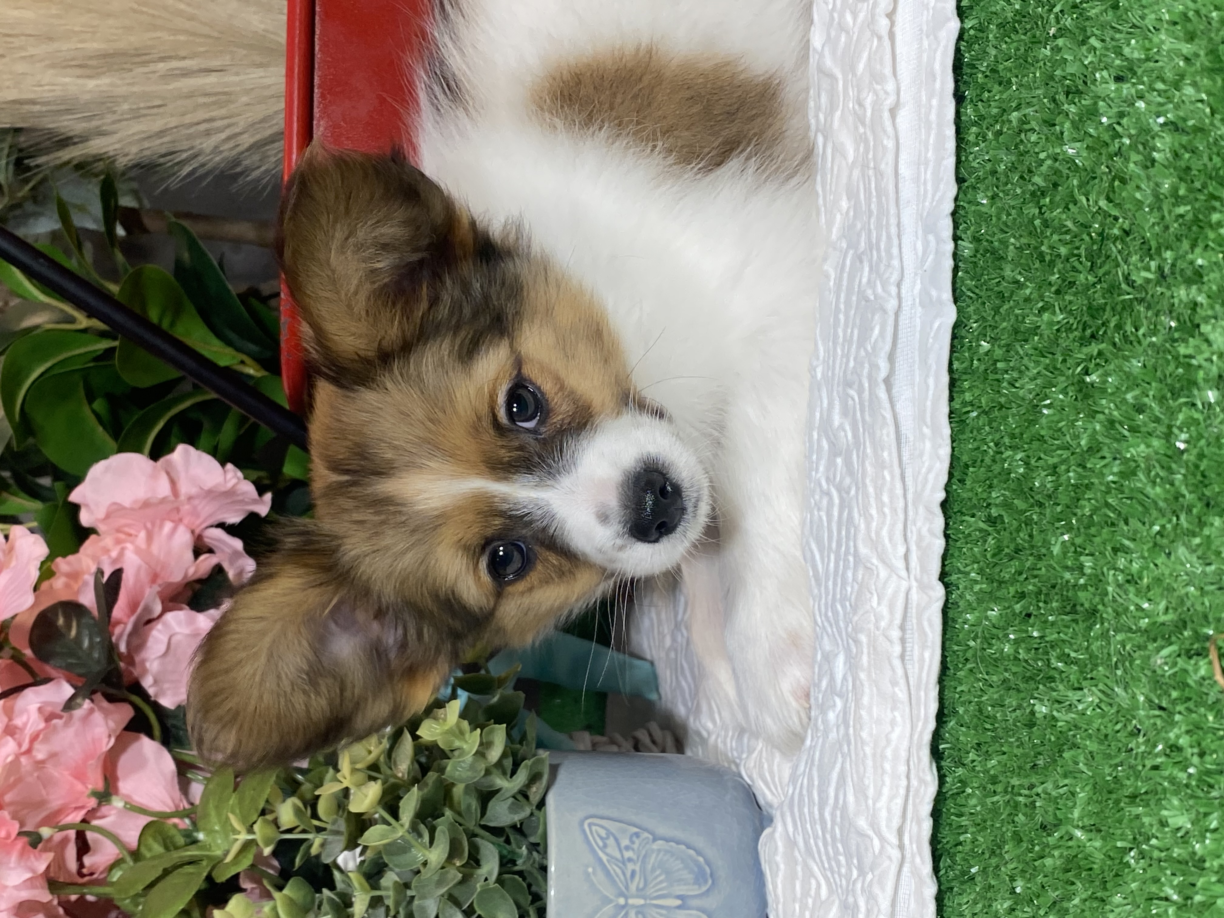 puppy, for, sale, Papillon, Curtis  Martin, dog, breeder, Seneca Falls, NY, dog-breeder, puppy-for-sale, forsale, nearby, find, puppyfind, locator, puppylocator, aca