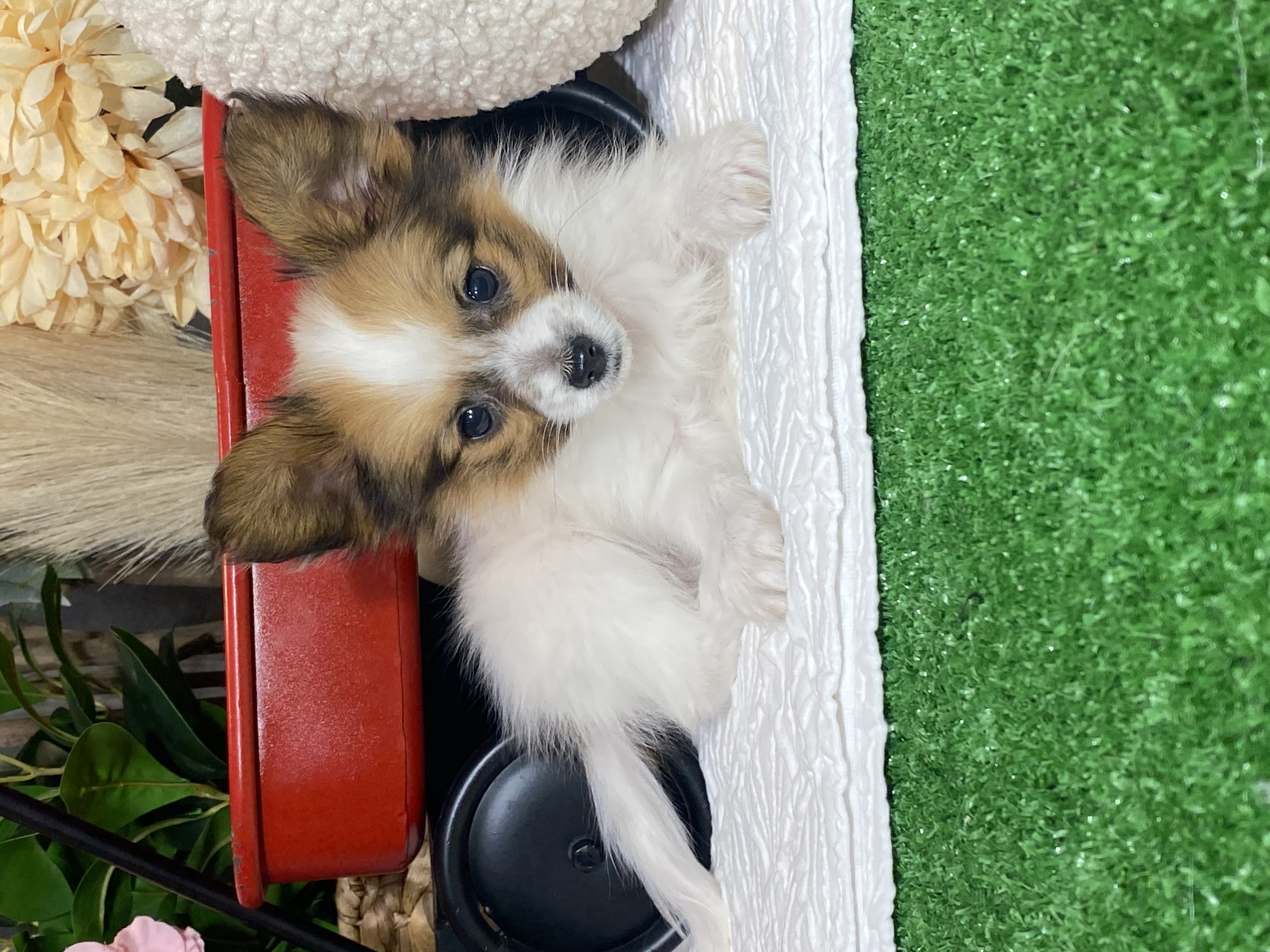 puppy, for, sale, Papillon, Curtis  Martin, dog, breeder, Seneca Falls, NY, dog-breeder, puppy-for-sale, forsale, nearby, find, puppyfind, locator, puppylocator, aca
