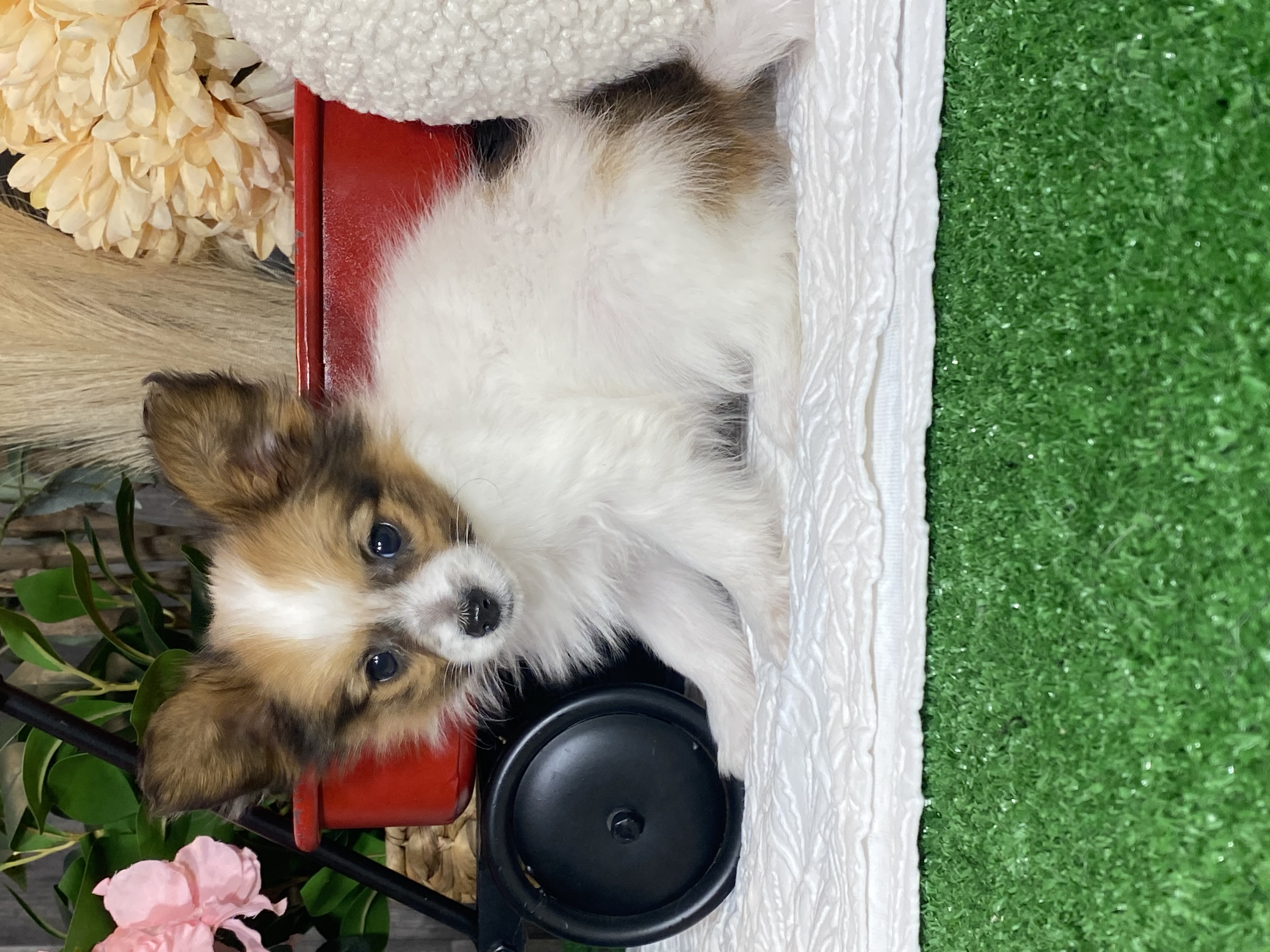 puppy, for, sale, Papillon, Curtis  Martin, dog, breeder, Seneca Falls, NY, dog-breeder, puppy-for-sale, forsale, nearby, find, puppyfind, locator, puppylocator, aca
