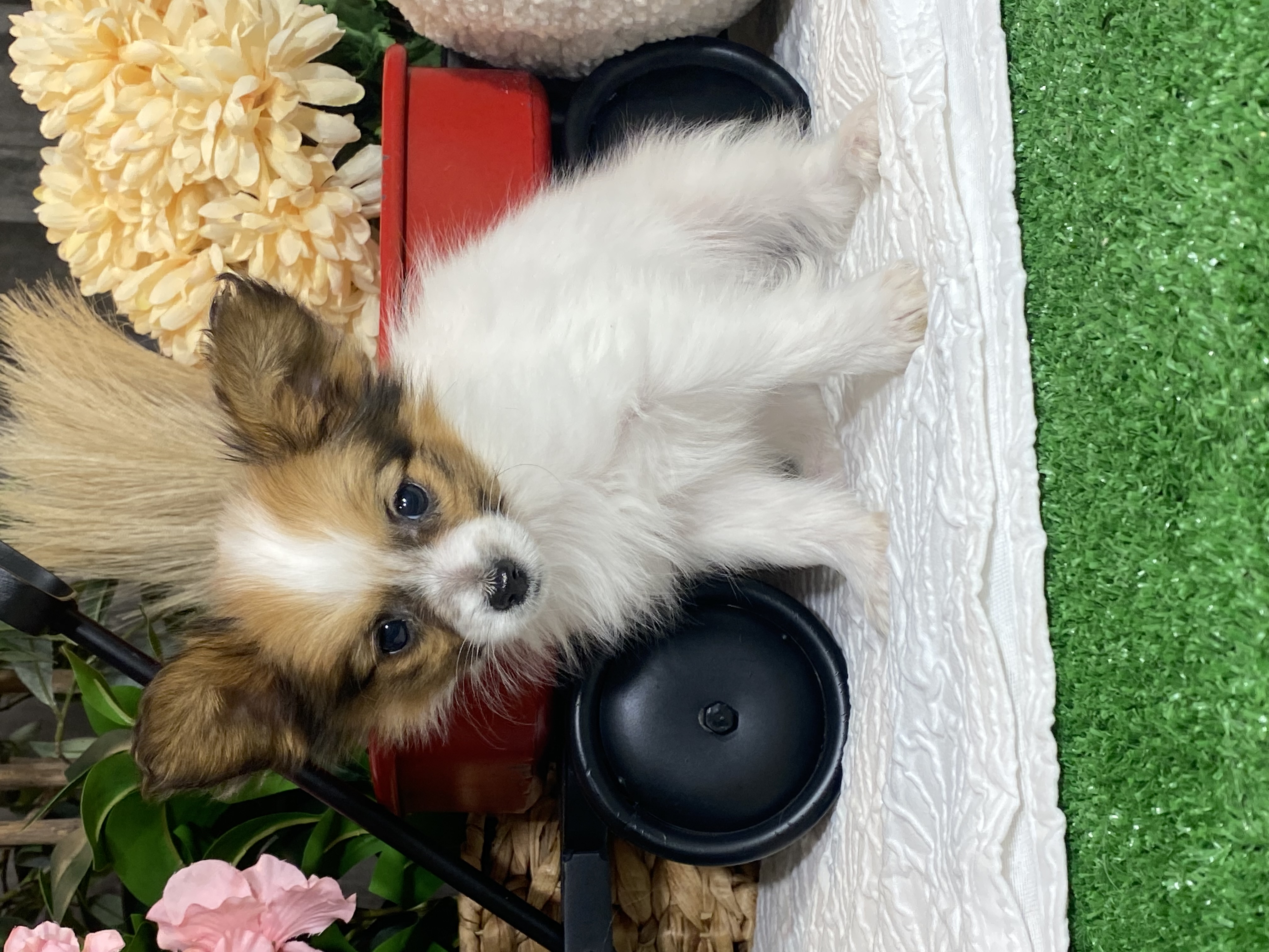 puppy, for, sale, Papillon, Curtis  Martin, dog, breeder, Seneca Falls, NY, dog-breeder, puppy-for-sale, forsale, nearby, find, puppyfind, locator, puppylocator, aca