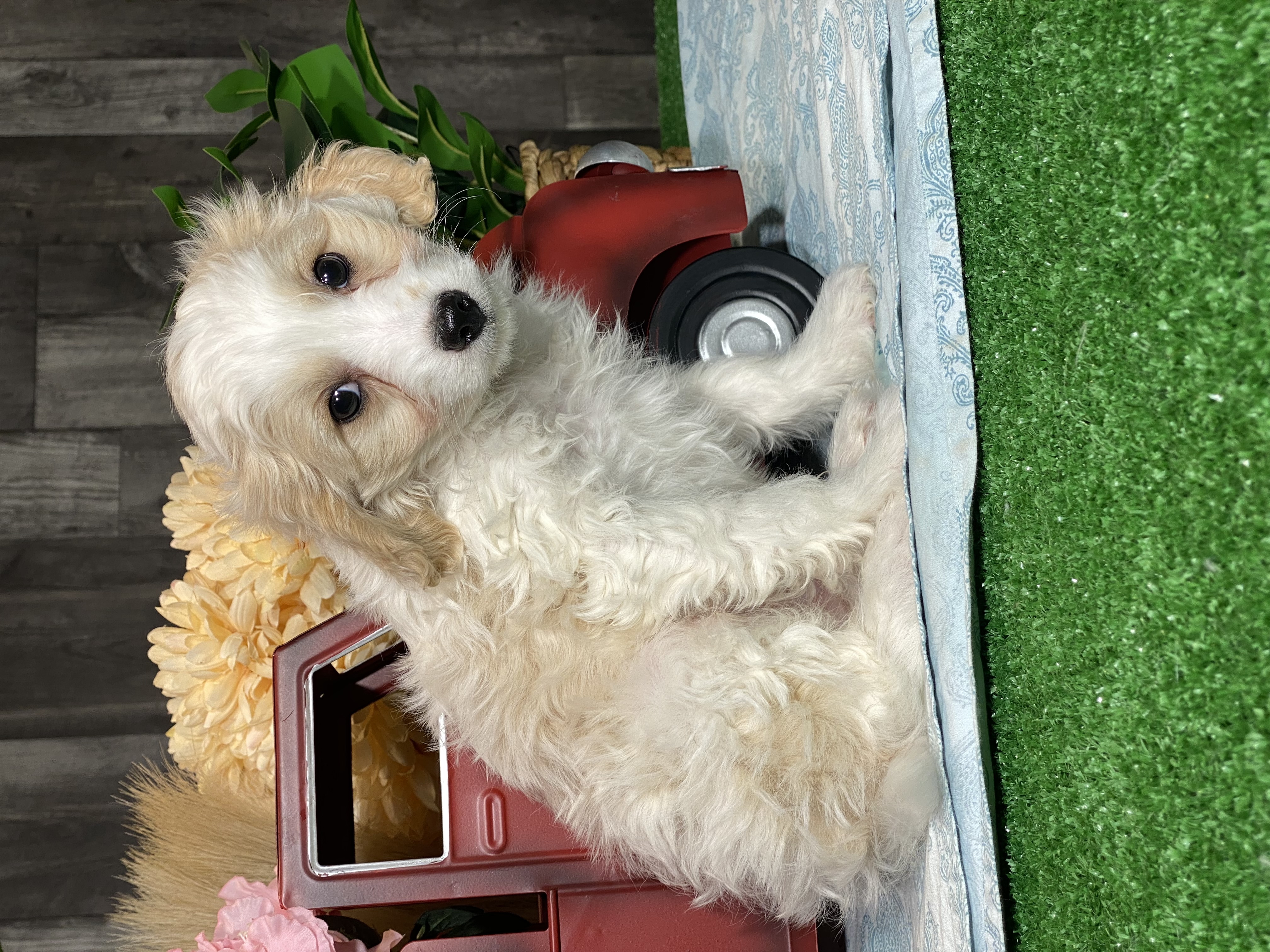 puppy, for, sale, Cavapoochon, Curtis  Martin, dog, breeder, Seneca Falls, NY, dog-breeder, puppy-for-sale, forsale, nearby, find, puppyfind, locator, puppylocator, aca