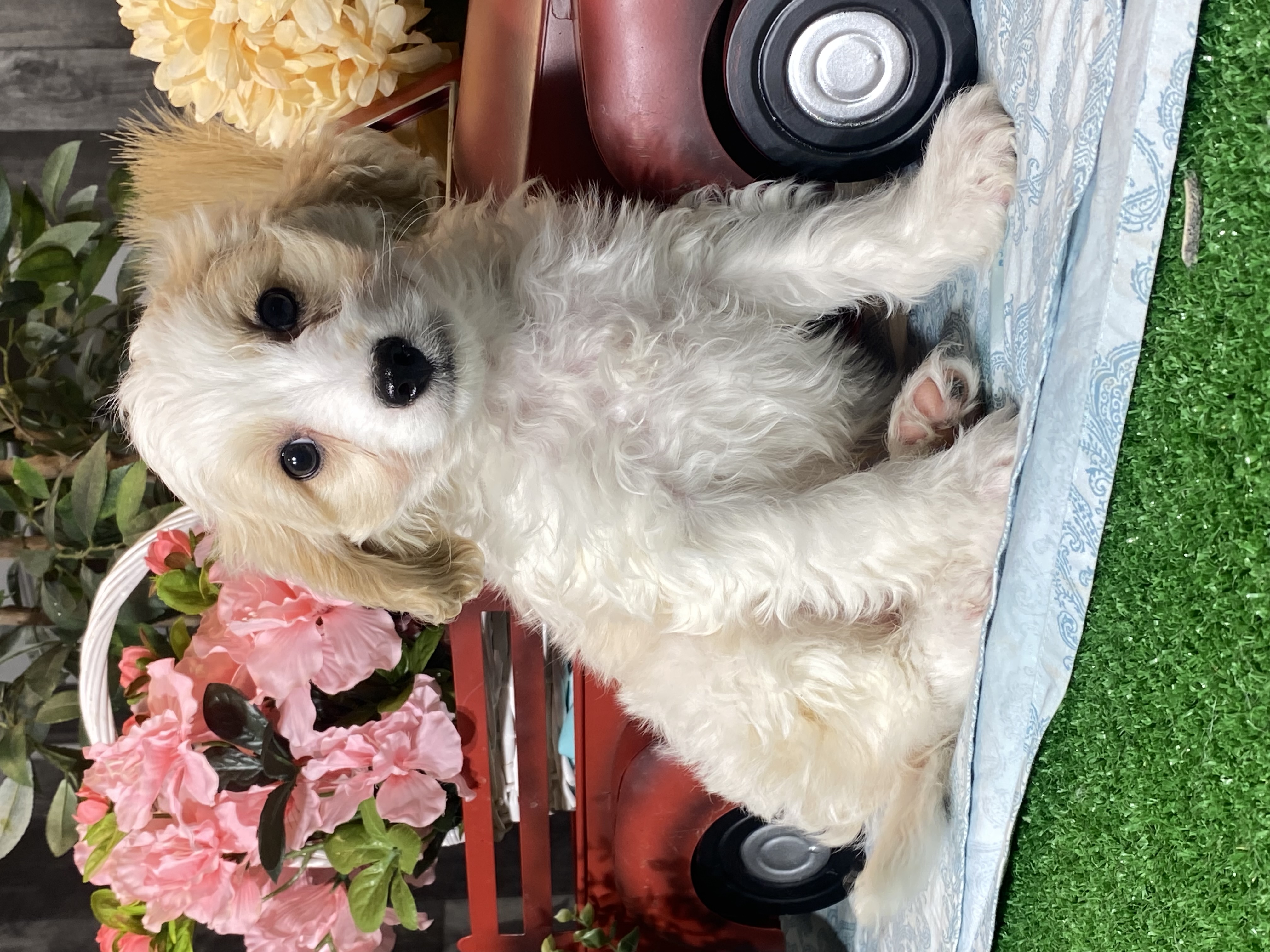 puppy, for, sale, Cavapoochon, Curtis  Martin, dog, breeder, Seneca Falls, NY, dog-breeder, puppy-for-sale, forsale, nearby, find, puppyfind, locator, puppylocator, aca