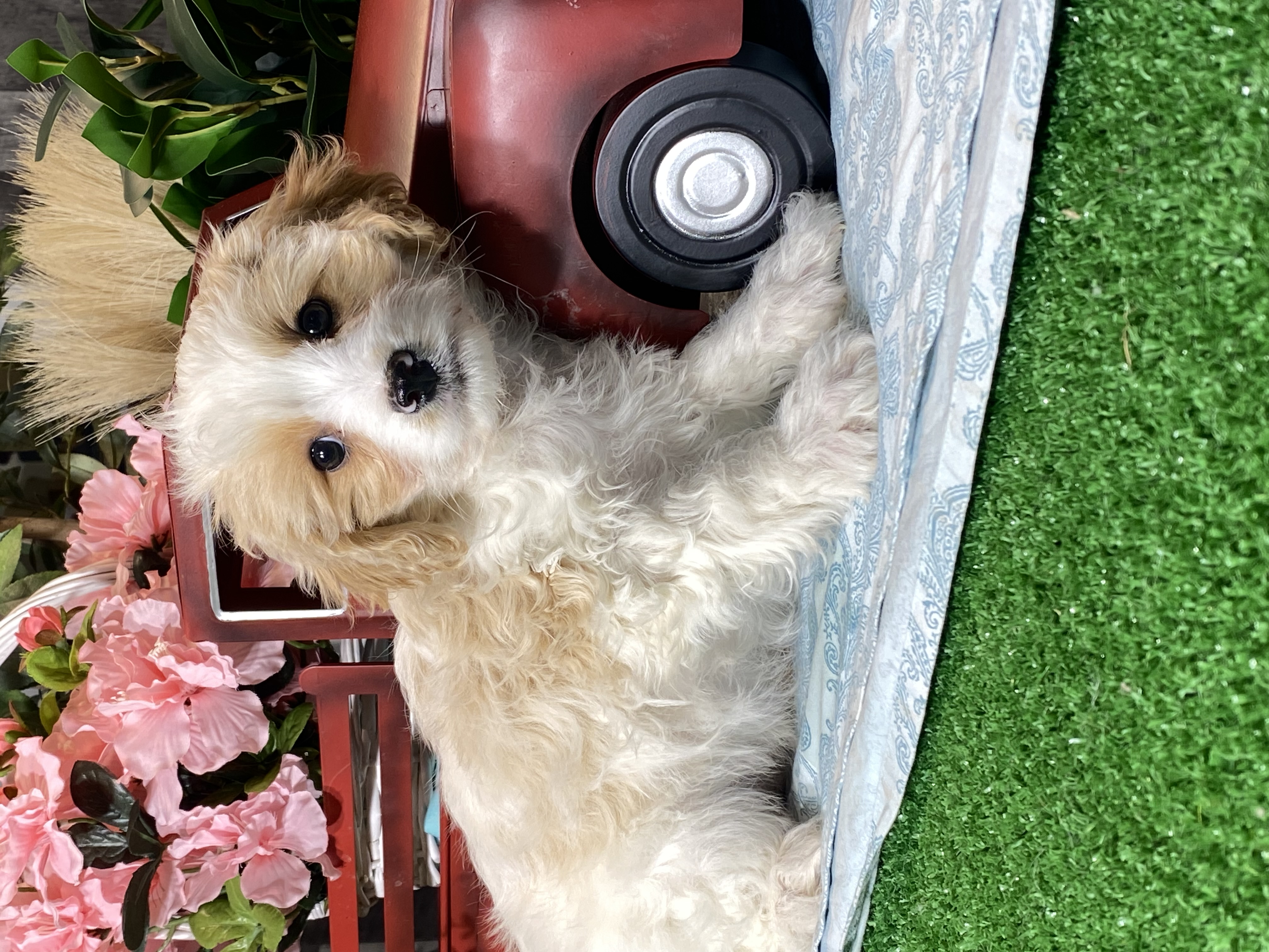 puppy, for, sale, Cavapoochon, Curtis  Martin, dog, breeder, Seneca Falls, NY, dog-breeder, puppy-for-sale, forsale, nearby, find, puppyfind, locator, puppylocator, aca