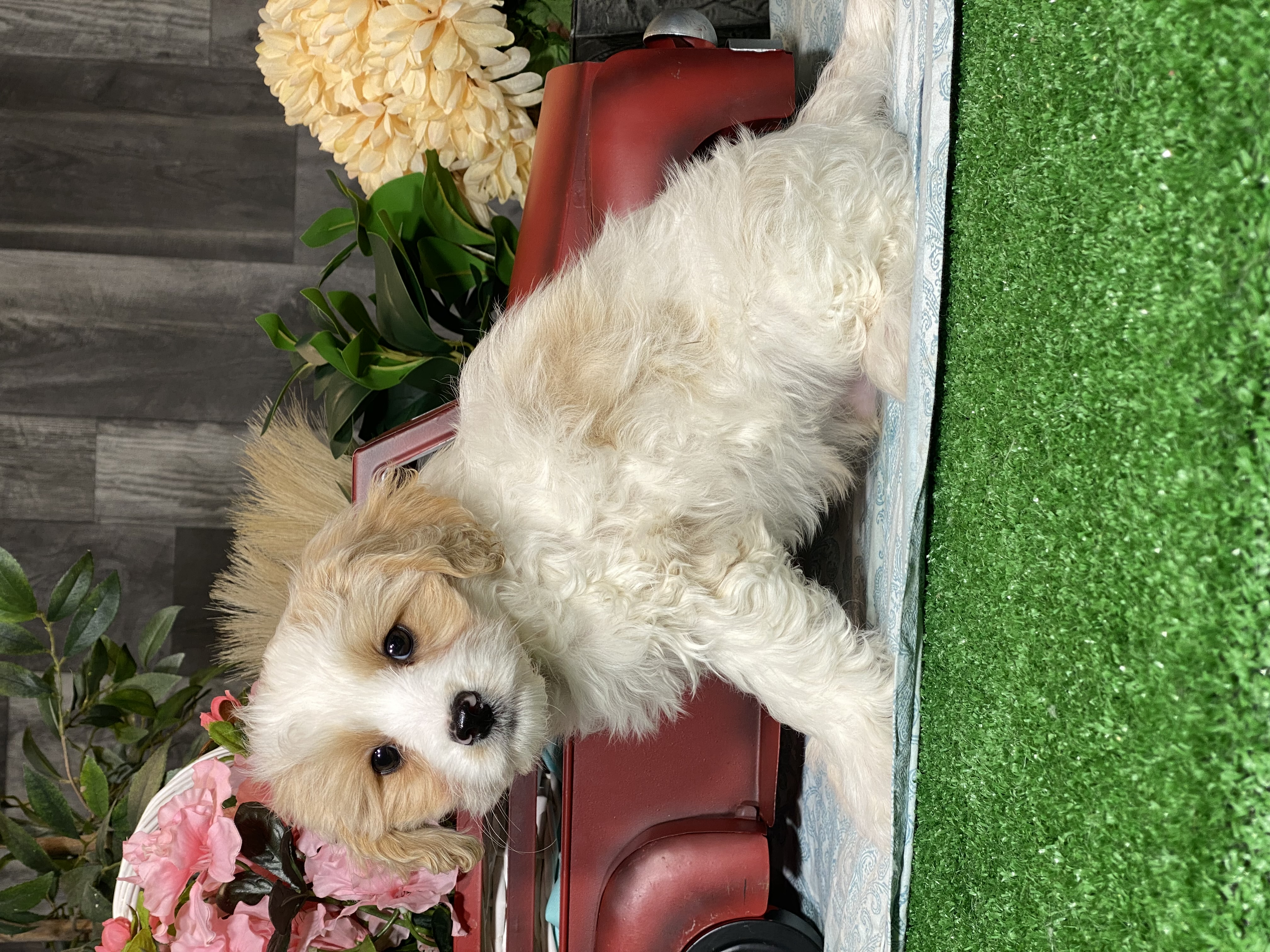 puppy, for, sale, Cavapoochon, Curtis  Martin, dog, breeder, Seneca Falls, NY, dog-breeder, puppy-for-sale, forsale, nearby, find, puppyfind, locator, puppylocator, aca