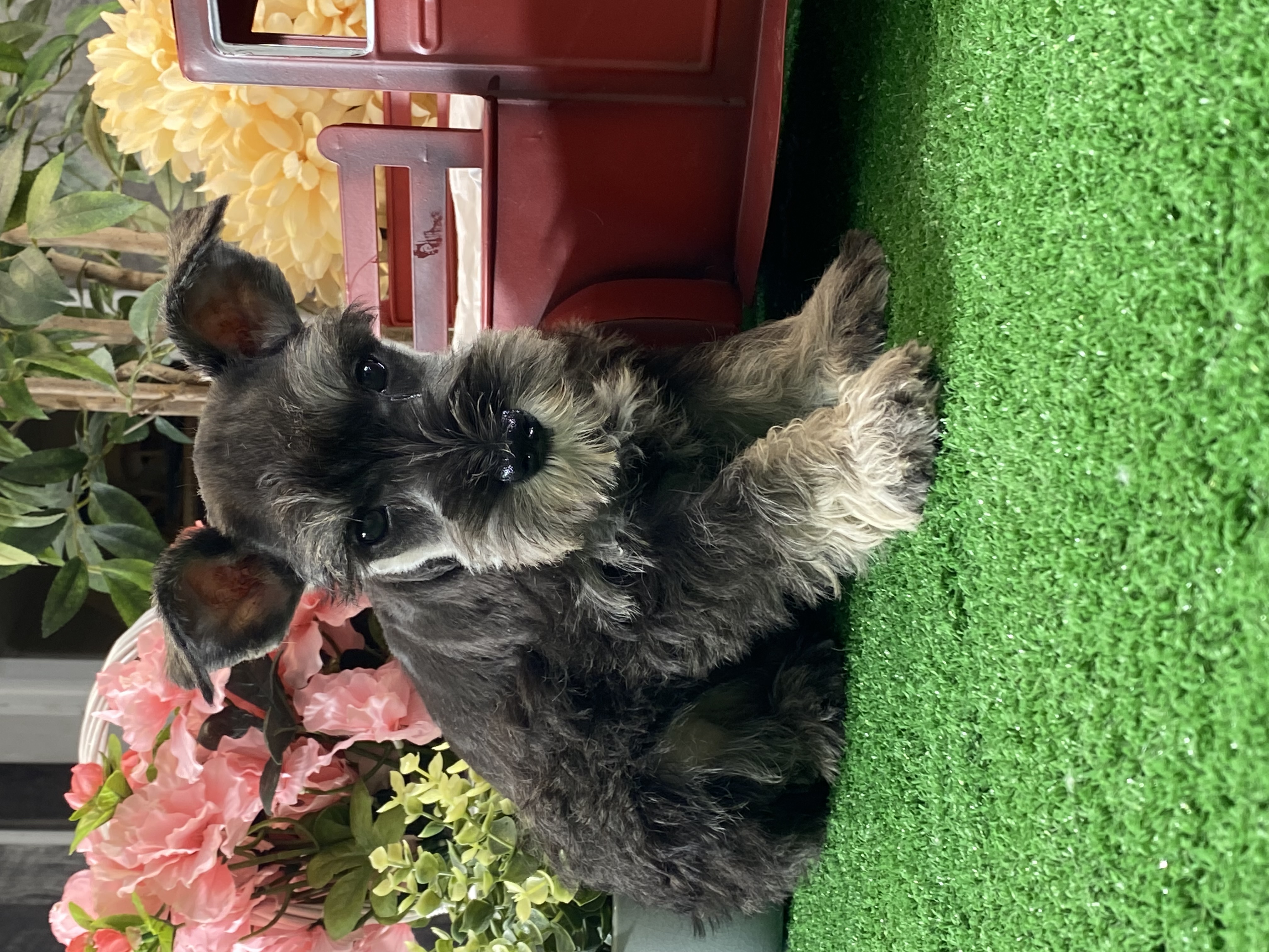 puppy, for, sale, Miniature Schnauzer, Curtis  Martin, dog, breeder, Seneca Falls, NY, dog-breeder, puppy-for-sale, forsale, nearby, find, puppyfind, locator, puppylocator, aca