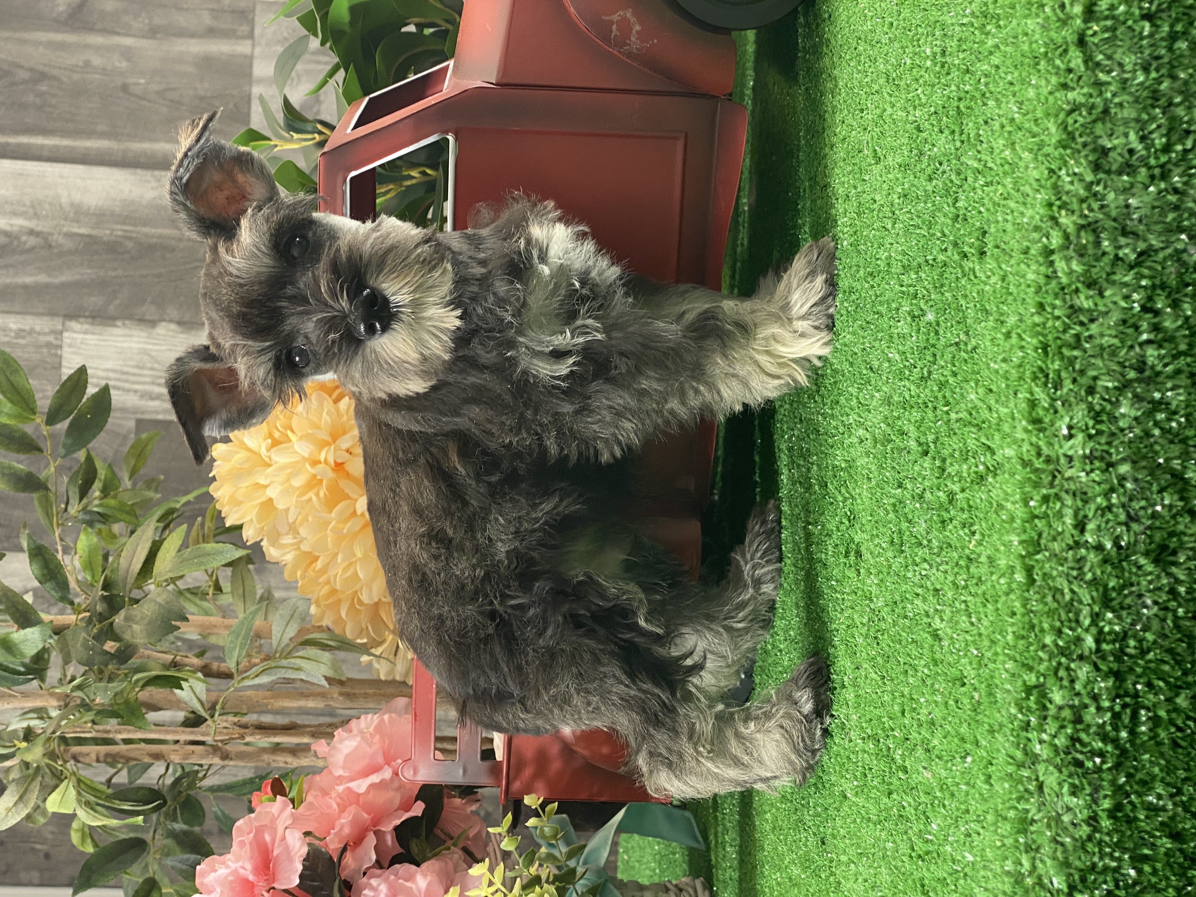 puppy, for, sale, Miniature Schnauzer, Curtis  Martin, dog, breeder, Seneca Falls, NY, dog-breeder, puppy-for-sale, forsale, nearby, find, puppyfind, locator, puppylocator, aca