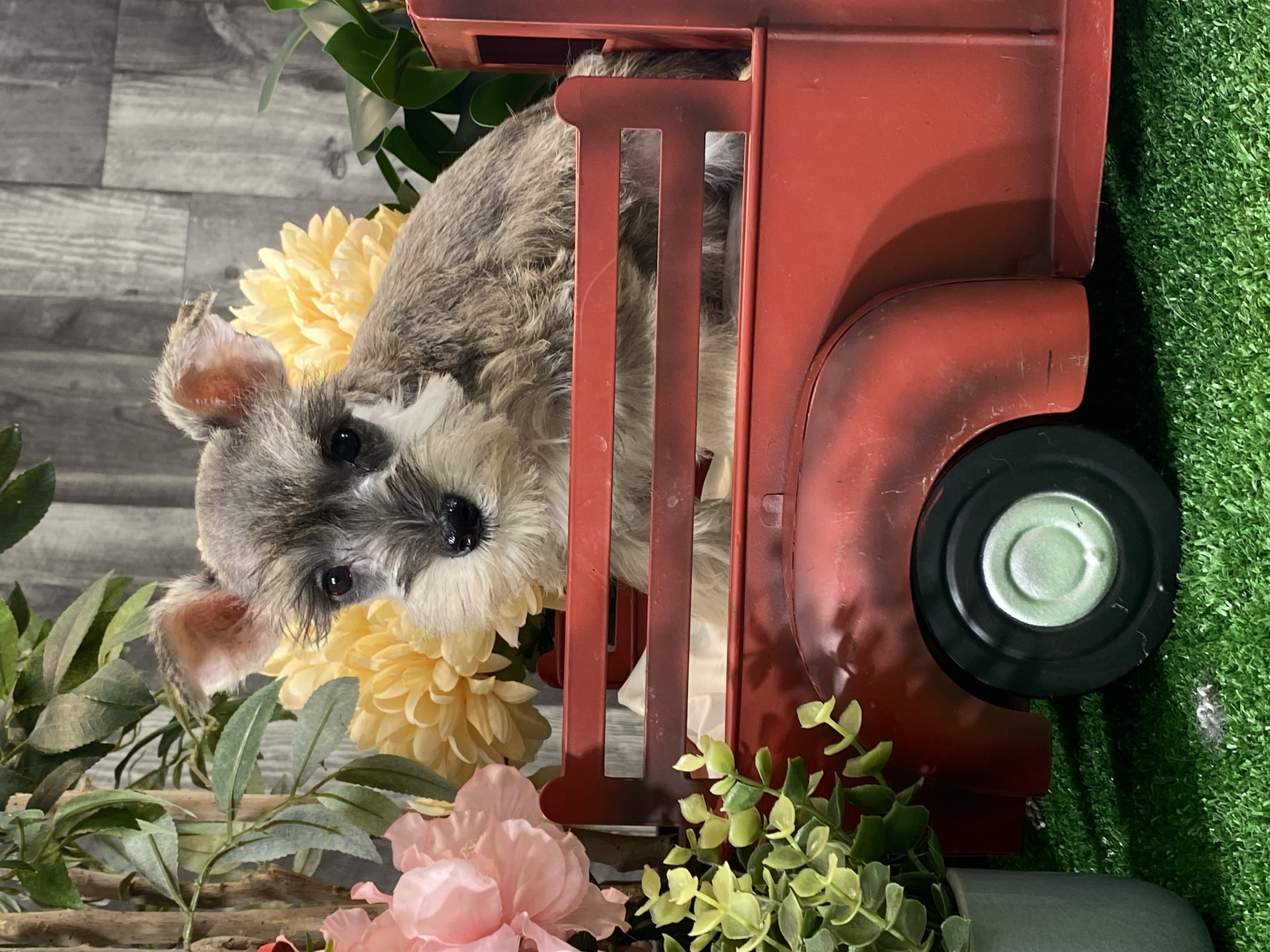 puppy, for, sale, Miniature Schnauzer, Curtis  Martin, dog, breeder, Seneca Falls, NY, dog-breeder, puppy-for-sale, forsale, nearby, find, puppyfind, locator, puppylocator, aca