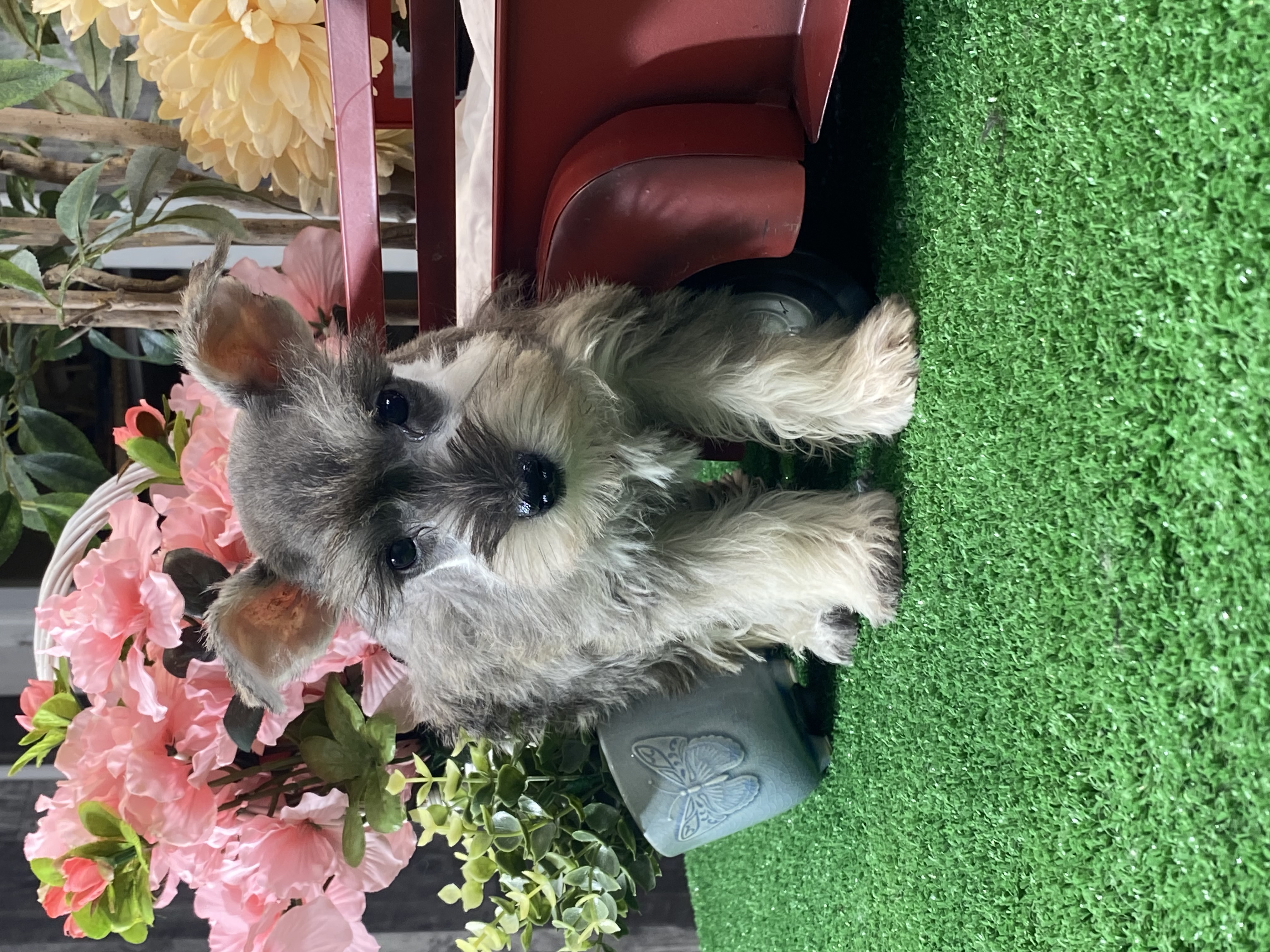 puppy, for, sale, Miniature Schnauzer, Curtis  Martin, dog, breeder, Seneca Falls, NY, dog-breeder, puppy-for-sale, forsale, nearby, find, puppyfind, locator, puppylocator, aca