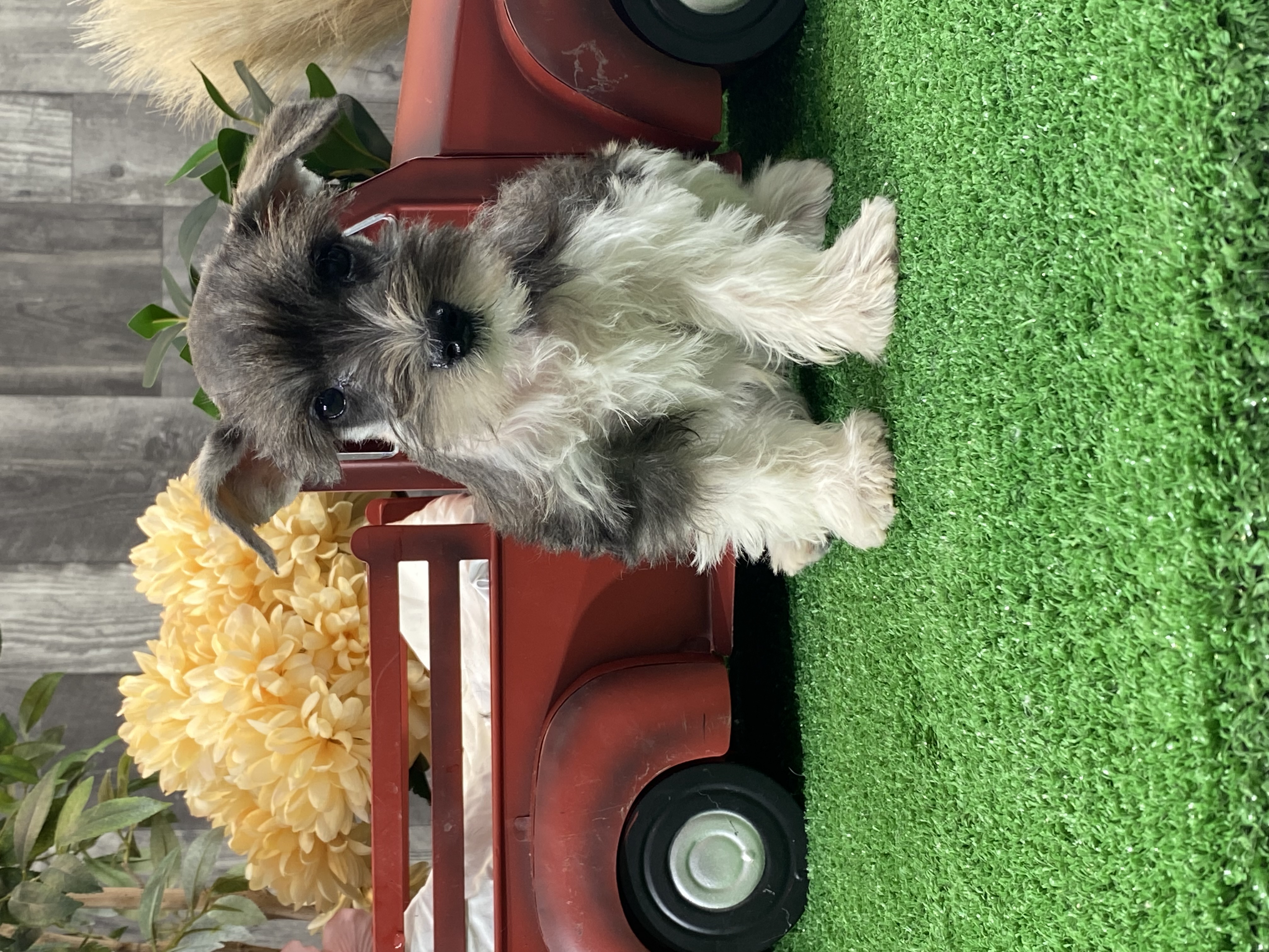 puppy, for, sale, Miniature Schnauzer, Curtis  Martin, dog, breeder, Seneca Falls, NY, dog-breeder, puppy-for-sale, forsale, nearby, find, puppyfind, locator, puppylocator, aca