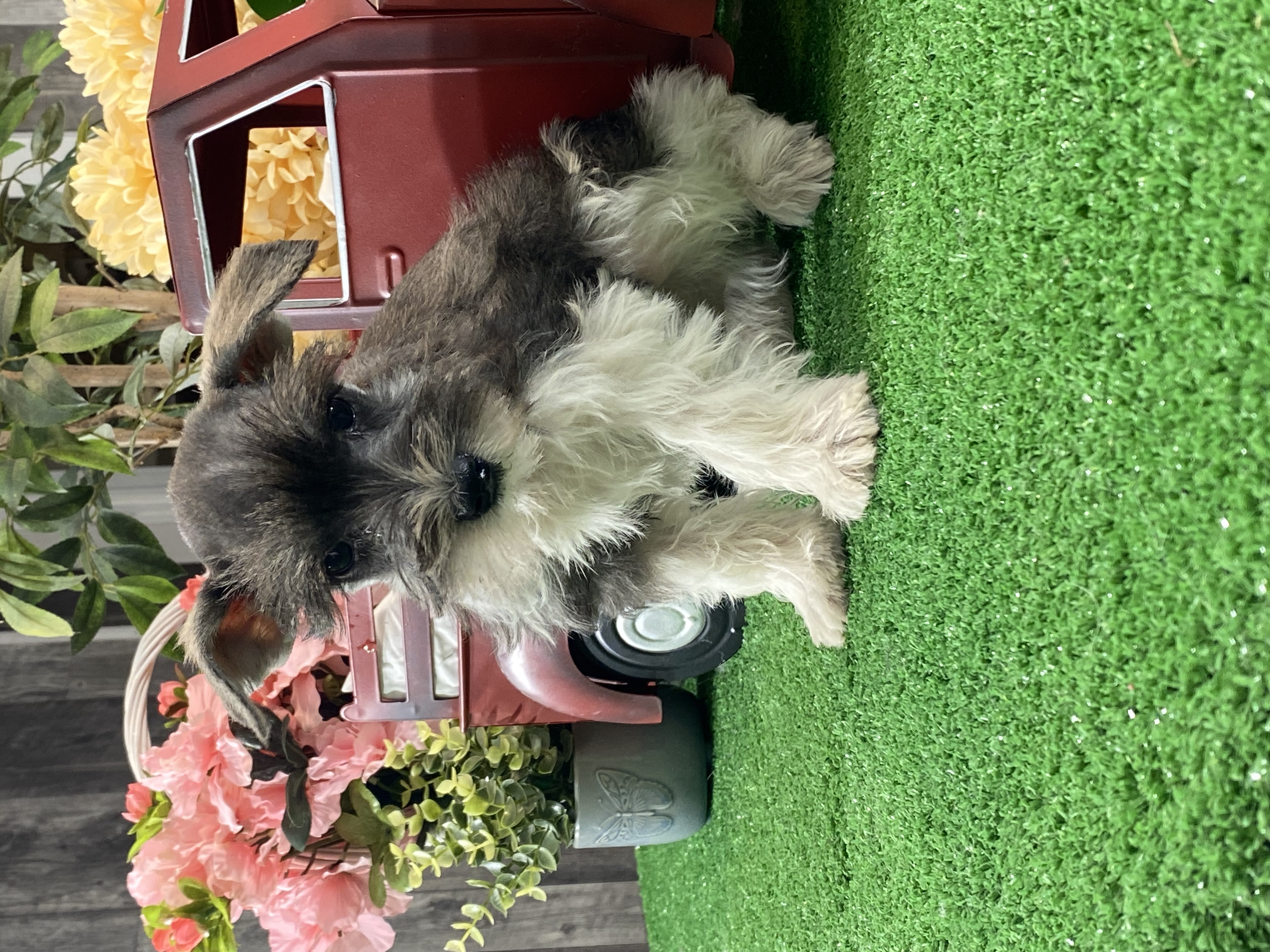 puppy, for, sale, Miniature Schnauzer, Curtis  Martin, dog, breeder, Seneca Falls, NY, dog-breeder, puppy-for-sale, forsale, nearby, find, puppyfind, locator, puppylocator, aca
