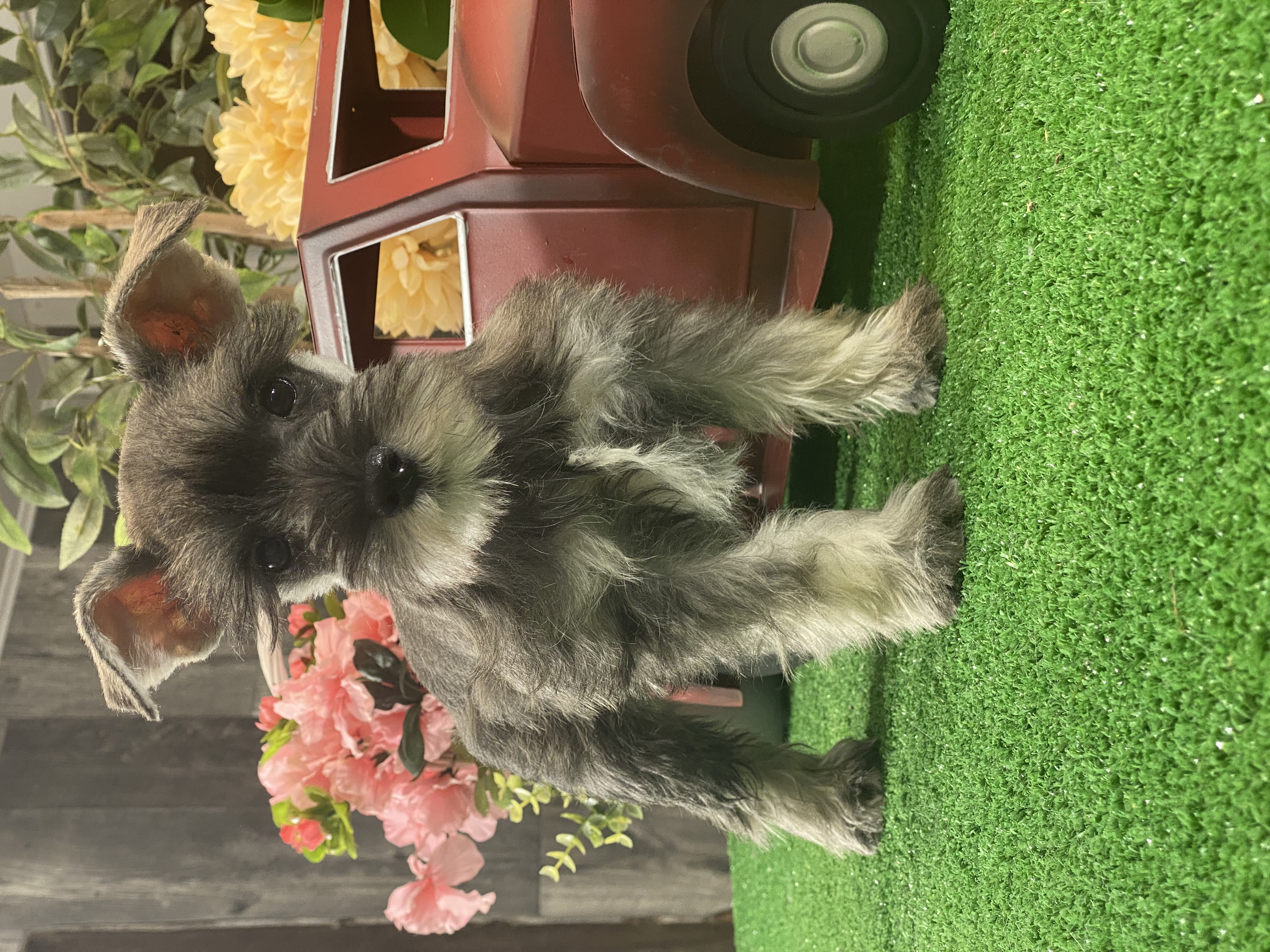 puppy, for, sale, Miniature Schnauzer, Curtis  Martin, dog, breeder, Seneca Falls, NY, dog-breeder, puppy-for-sale, forsale, nearby, find, puppyfind, locator, puppylocator, aca