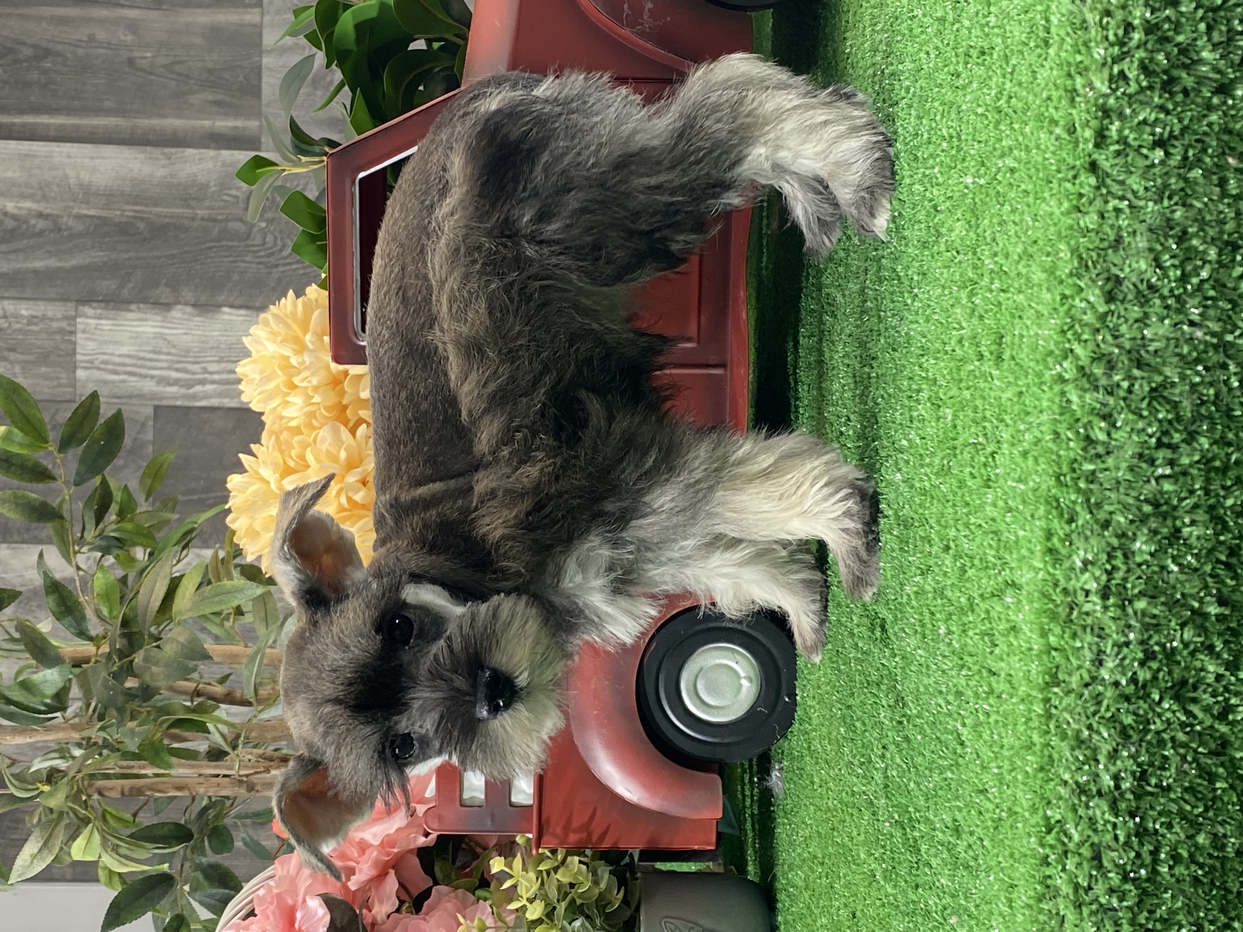 puppy, for, sale, Miniature Schnauzer, Curtis  Martin, dog, breeder, Seneca Falls, NY, dog-breeder, puppy-for-sale, forsale, nearby, find, puppyfind, locator, puppylocator, aca