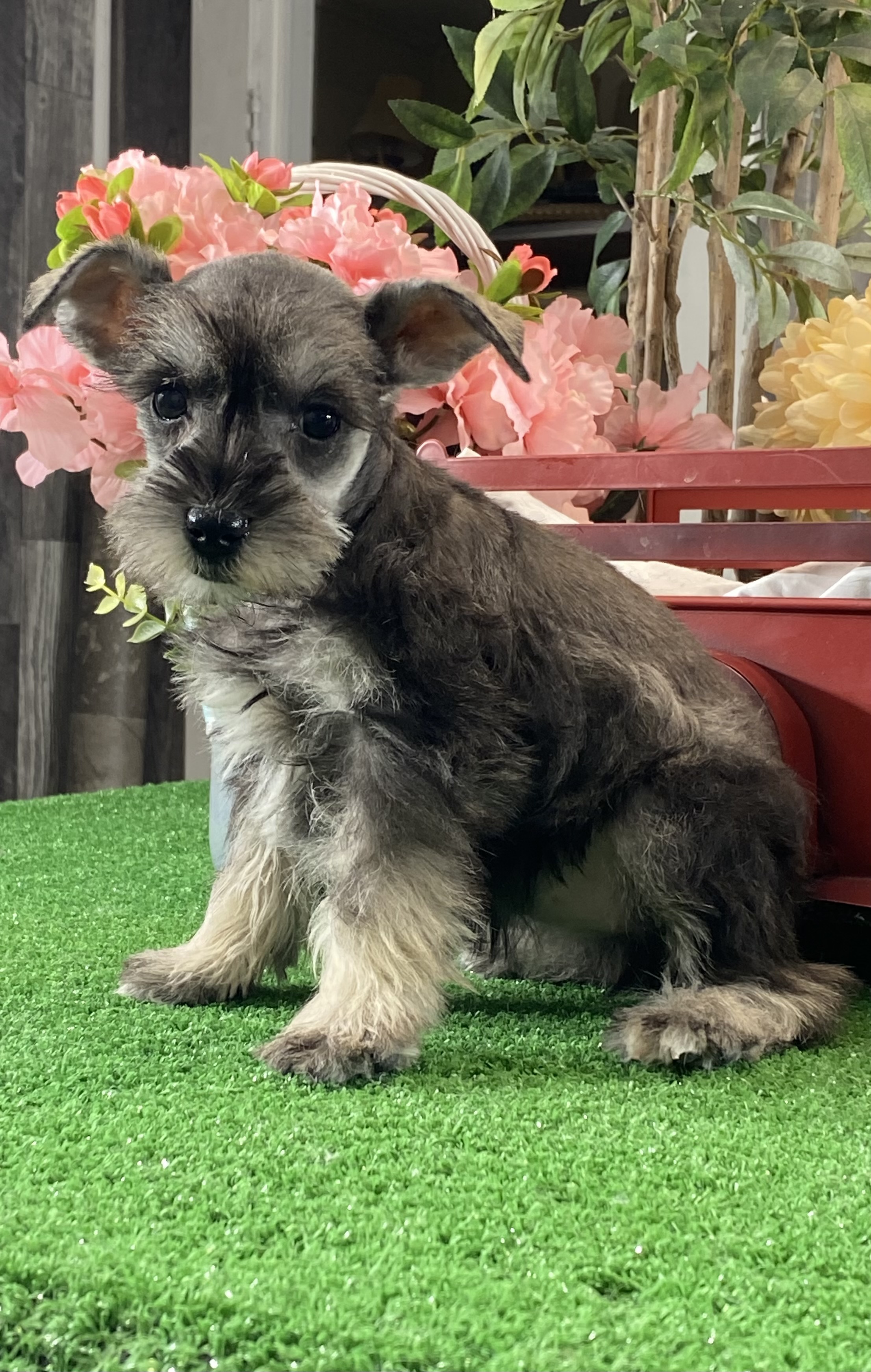 puppy, for, sale, Miniature Schnauzer, Curtis  Martin, dog, breeder, Seneca Falls, NY, dog-breeder, puppy-for-sale, forsale, nearby, find, puppyfind, locator, puppylocator, aca