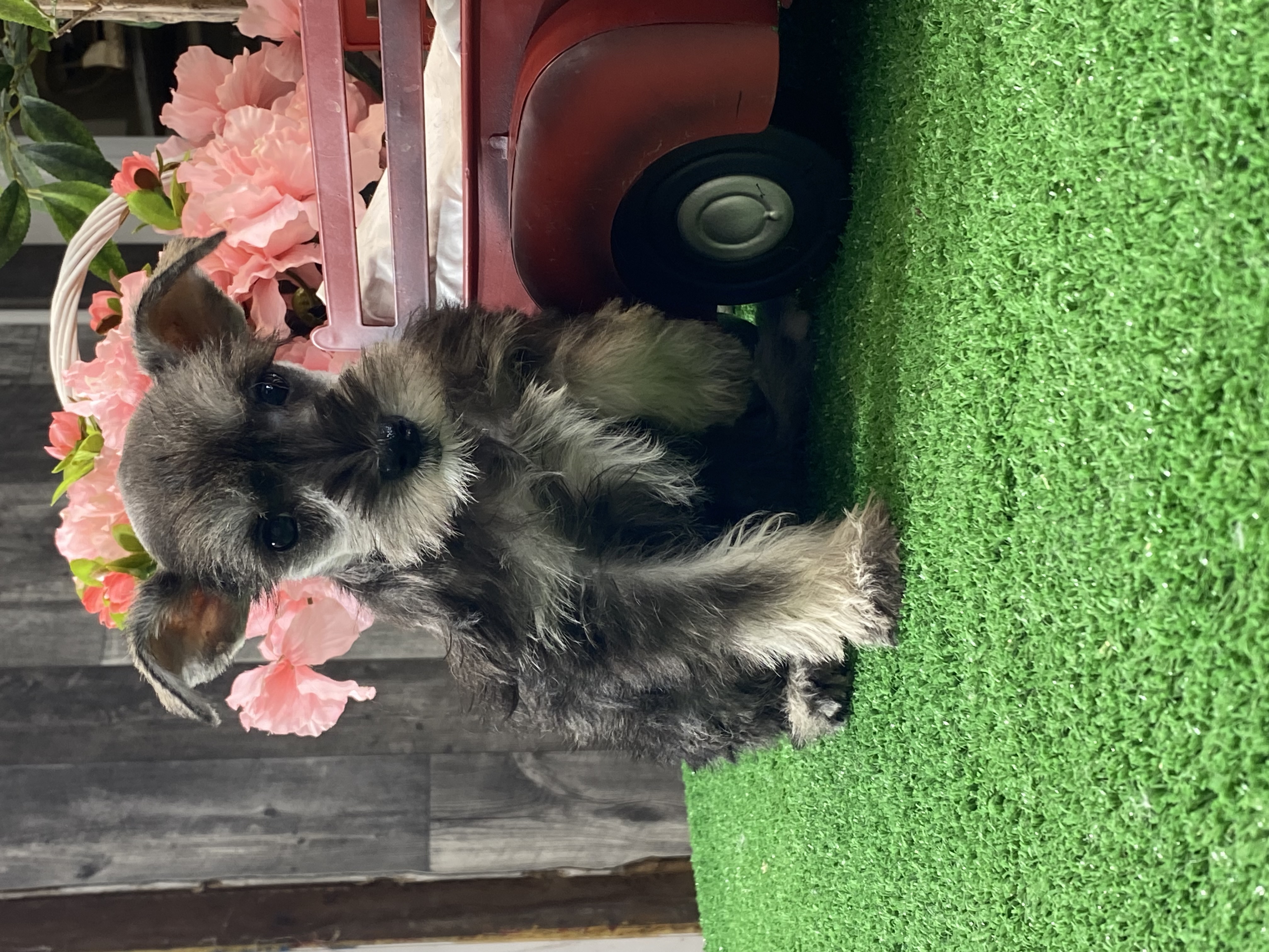 puppy, for, sale, Miniature Schnauzer, Curtis  Martin, dog, breeder, Seneca Falls, NY, dog-breeder, puppy-for-sale, forsale, nearby, find, puppyfind, locator, puppylocator, aca