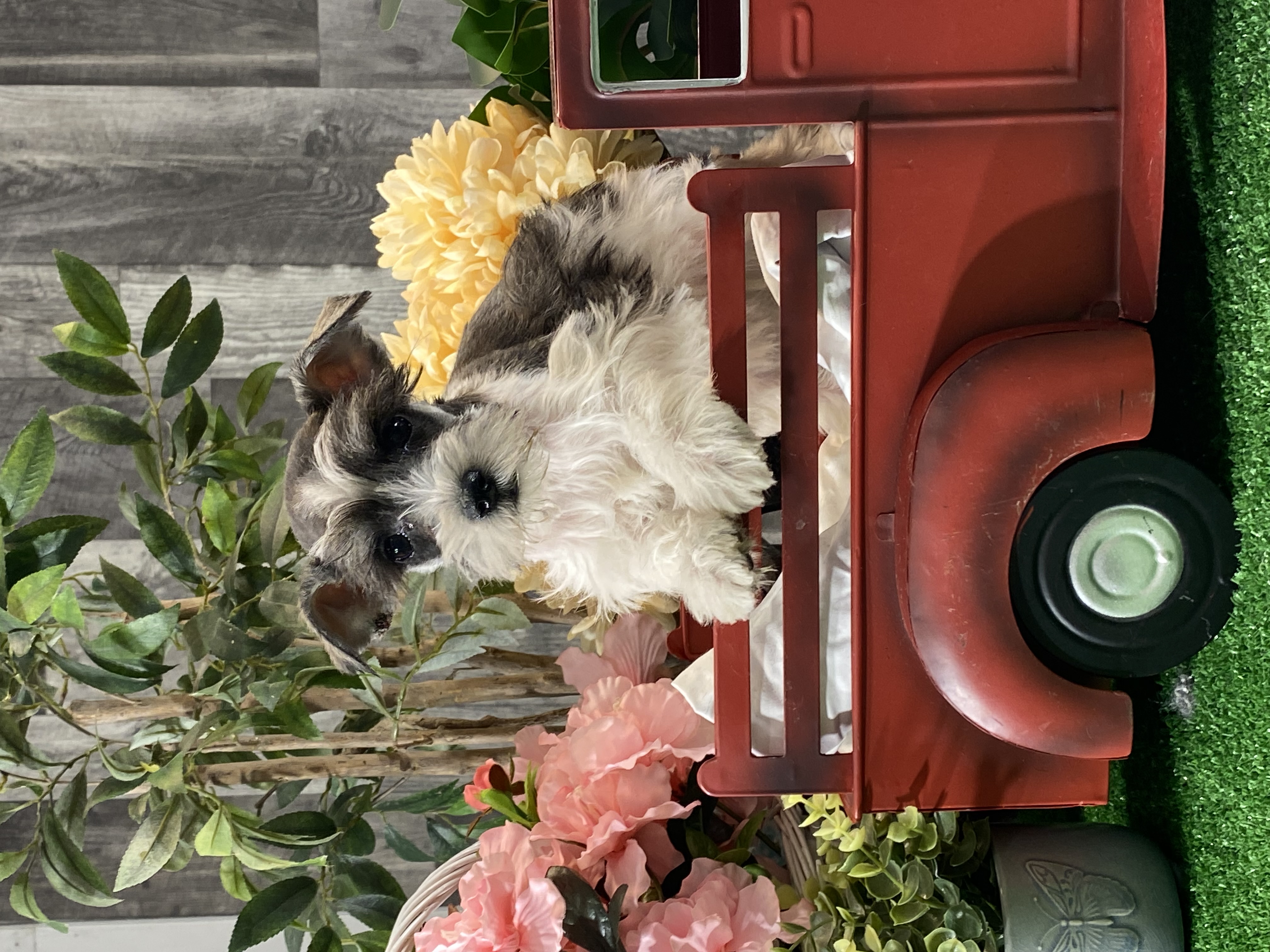 puppy, for, sale, Miniature Schnauzer, Curtis  Martin, dog, breeder, Seneca Falls, NY, dog-breeder, puppy-for-sale, forsale, nearby, find, puppyfind, locator, puppylocator, aca