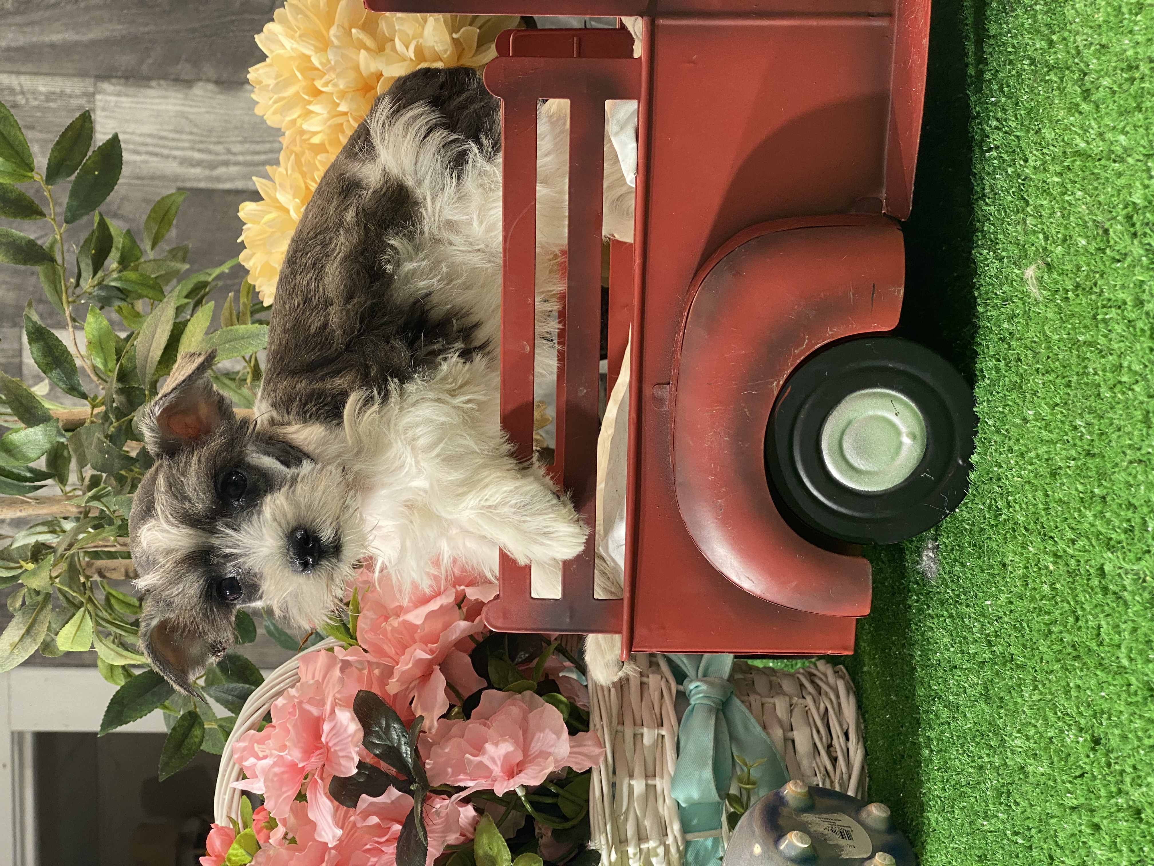 puppy, for, sale, Miniature Schnauzer, Curtis  Martin, dog, breeder, Seneca Falls, NY, dog-breeder, puppy-for-sale, forsale, nearby, find, puppyfind, locator, puppylocator, aca