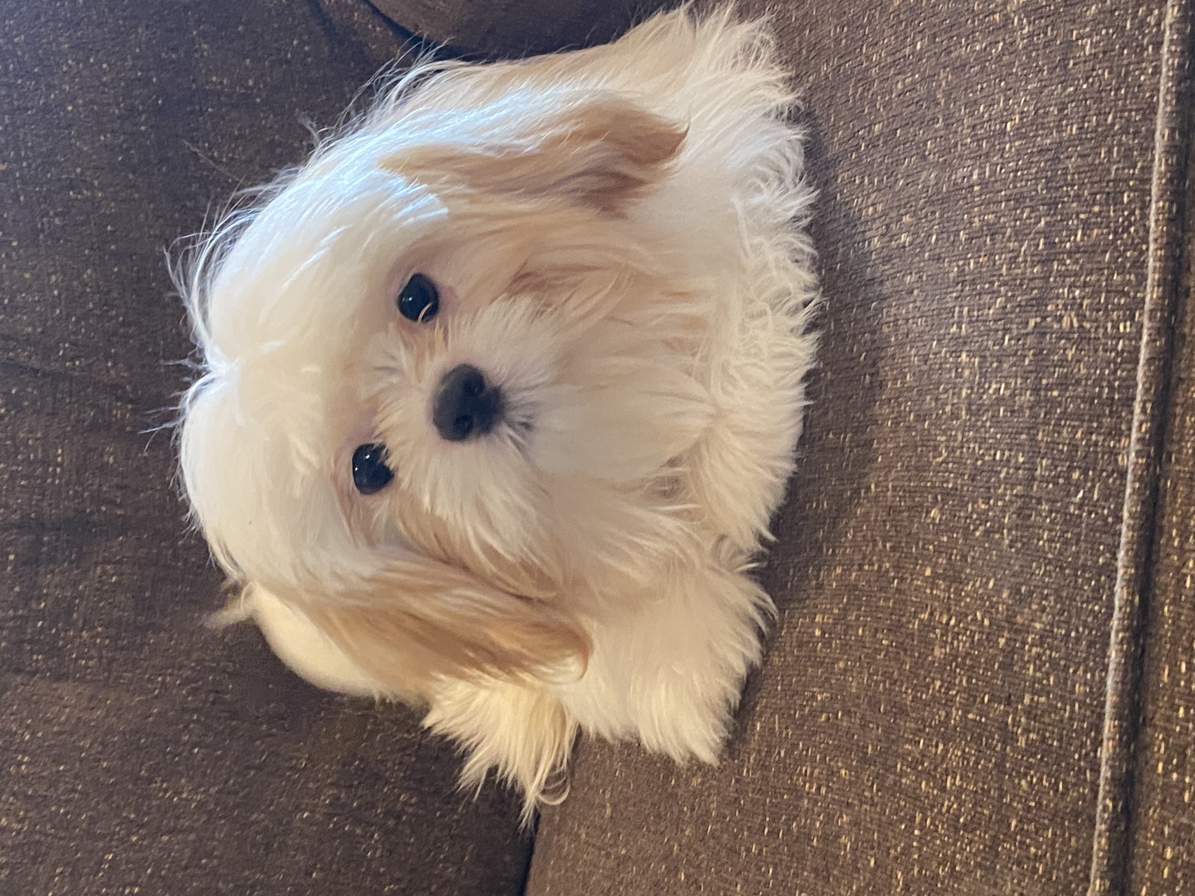 puppy, for, sale, Shih Tzu, Curtis  Martin, dog, breeder, Seneca Falls, NY, dog-breeder, puppy-for-sale, forsale, nearby, find, puppyfind, locator, puppylocator, aca