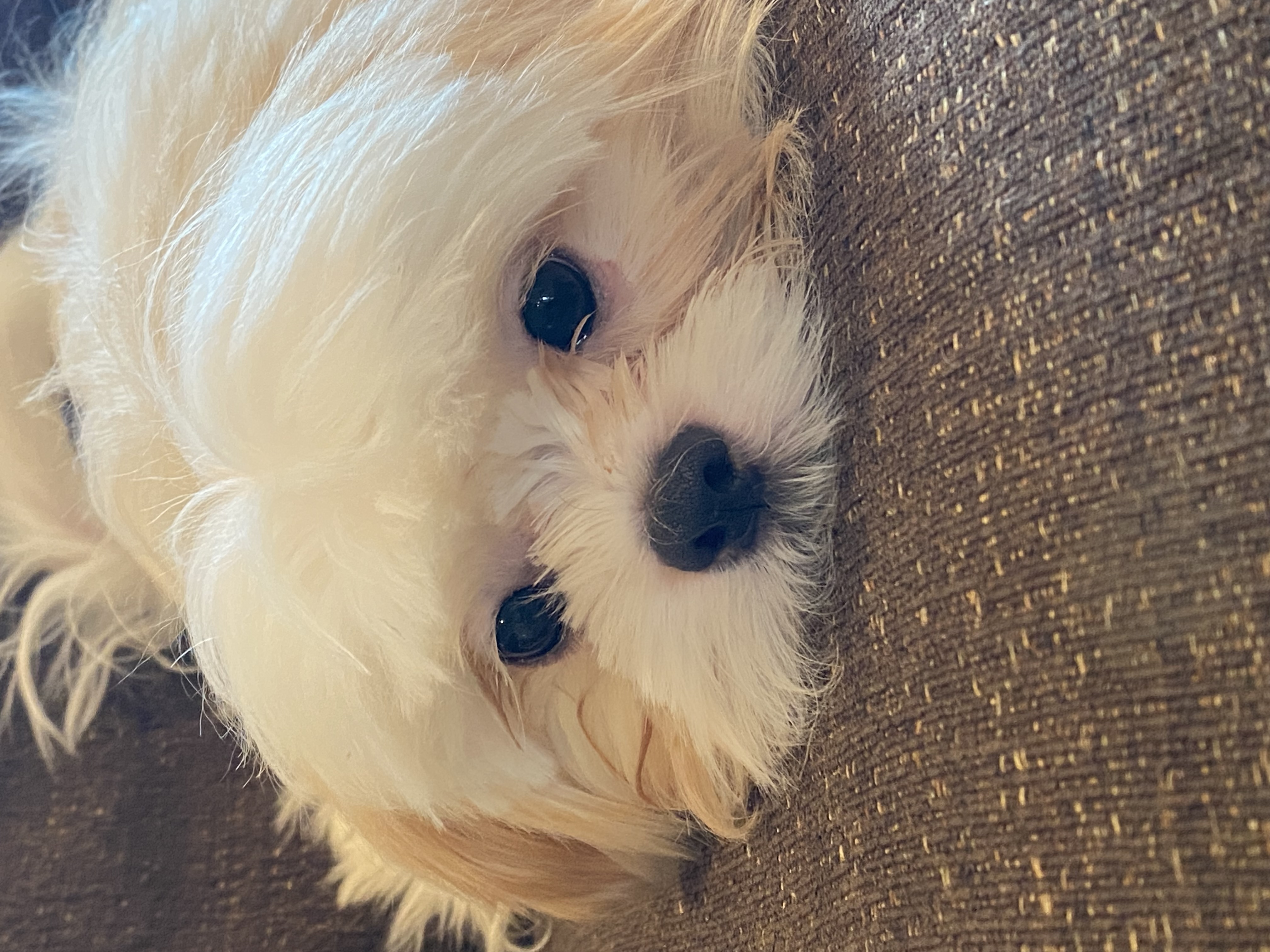 puppy, for, sale, Shih Tzu, Curtis  Martin, dog, breeder, Seneca Falls, NY, dog-breeder, puppy-for-sale, forsale, nearby, find, puppyfind, locator, puppylocator, aca
