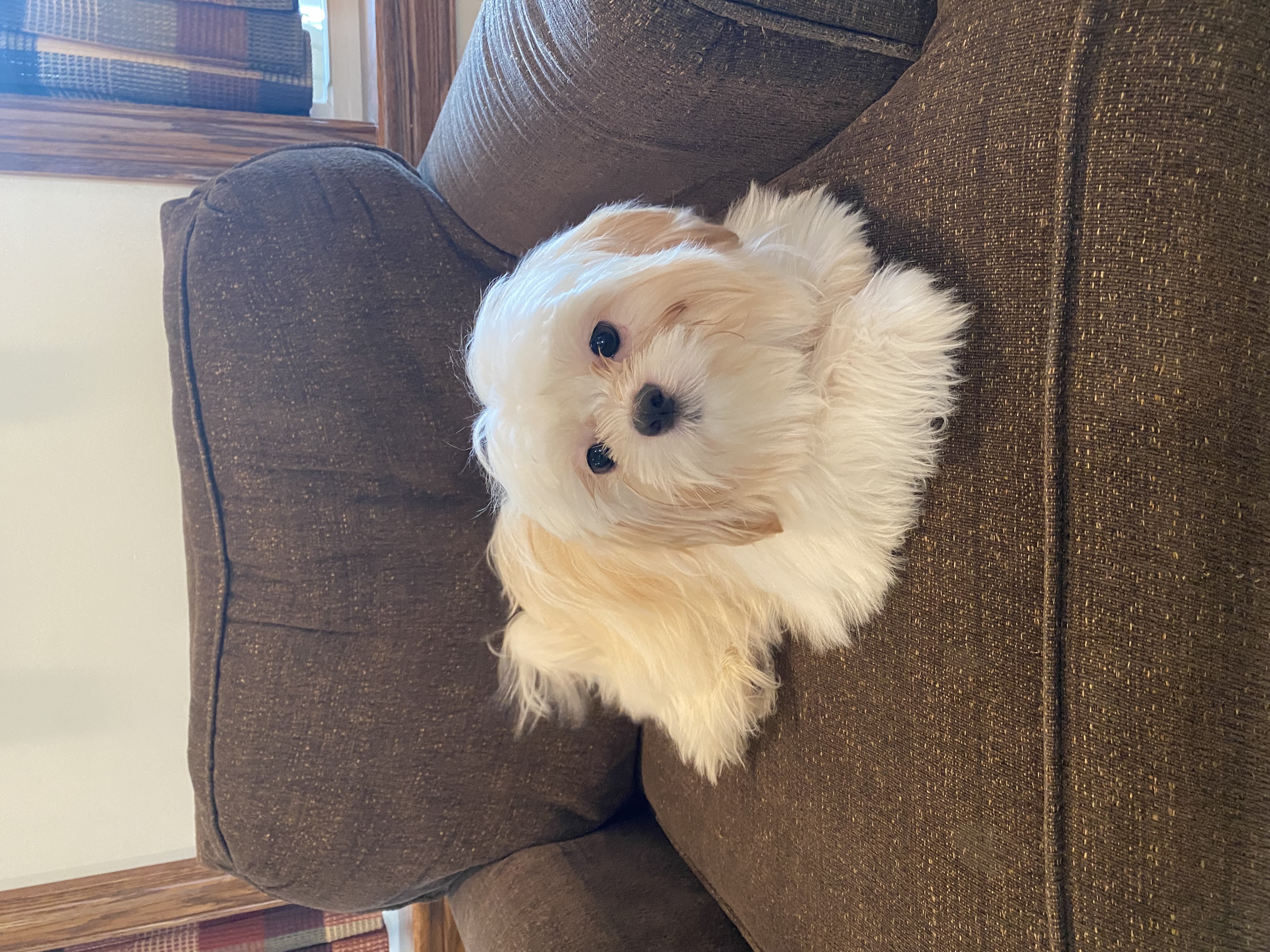puppy, for, sale, Shih Tzu, Curtis  Martin, dog, breeder, Seneca Falls, NY, dog-breeder, puppy-for-sale, forsale, nearby, find, puppyfind, locator, puppylocator, aca