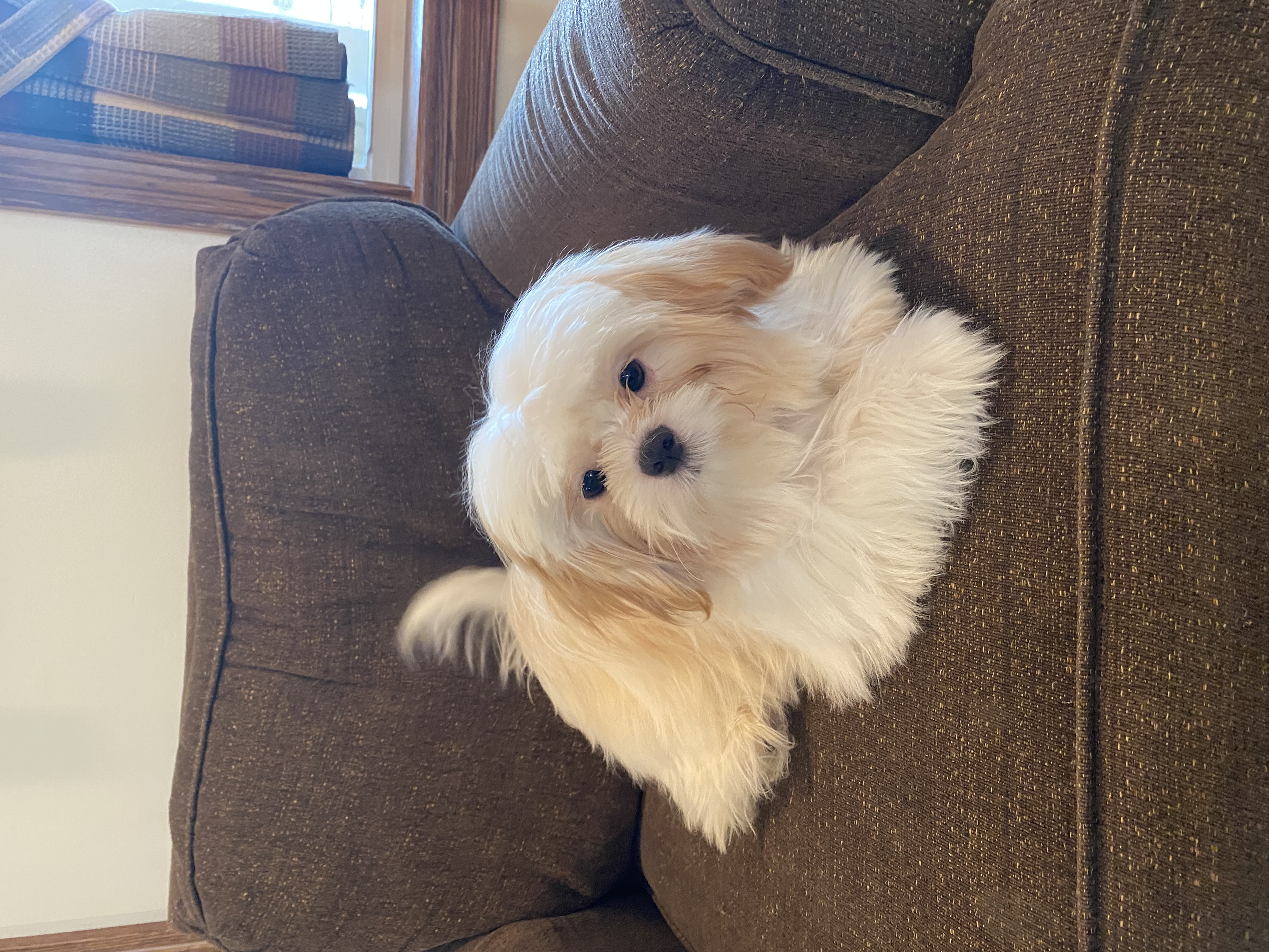 puppy, for, sale, Shih Tzu, Curtis  Martin, dog, breeder, Seneca Falls, NY, dog-breeder, puppy-for-sale, forsale, nearby, find, puppyfind, locator, puppylocator, aca