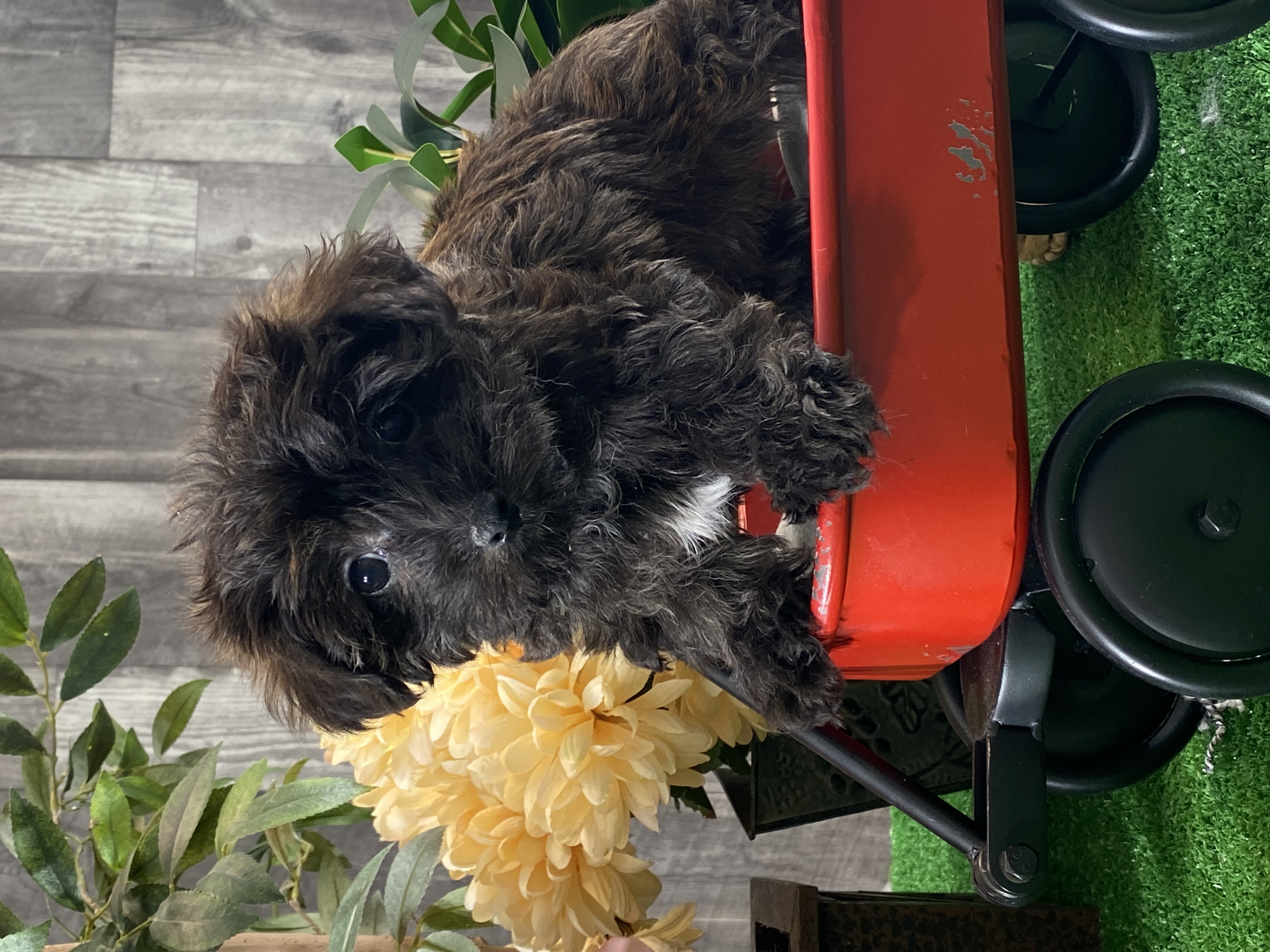 puppy, for, sale, Yorki Poo, Curtis  Martin, dog, breeder, Seneca Falls, NY, dog-breeder, puppy-for-sale, forsale, nearby, find, puppyfind, locator, puppylocator, aca