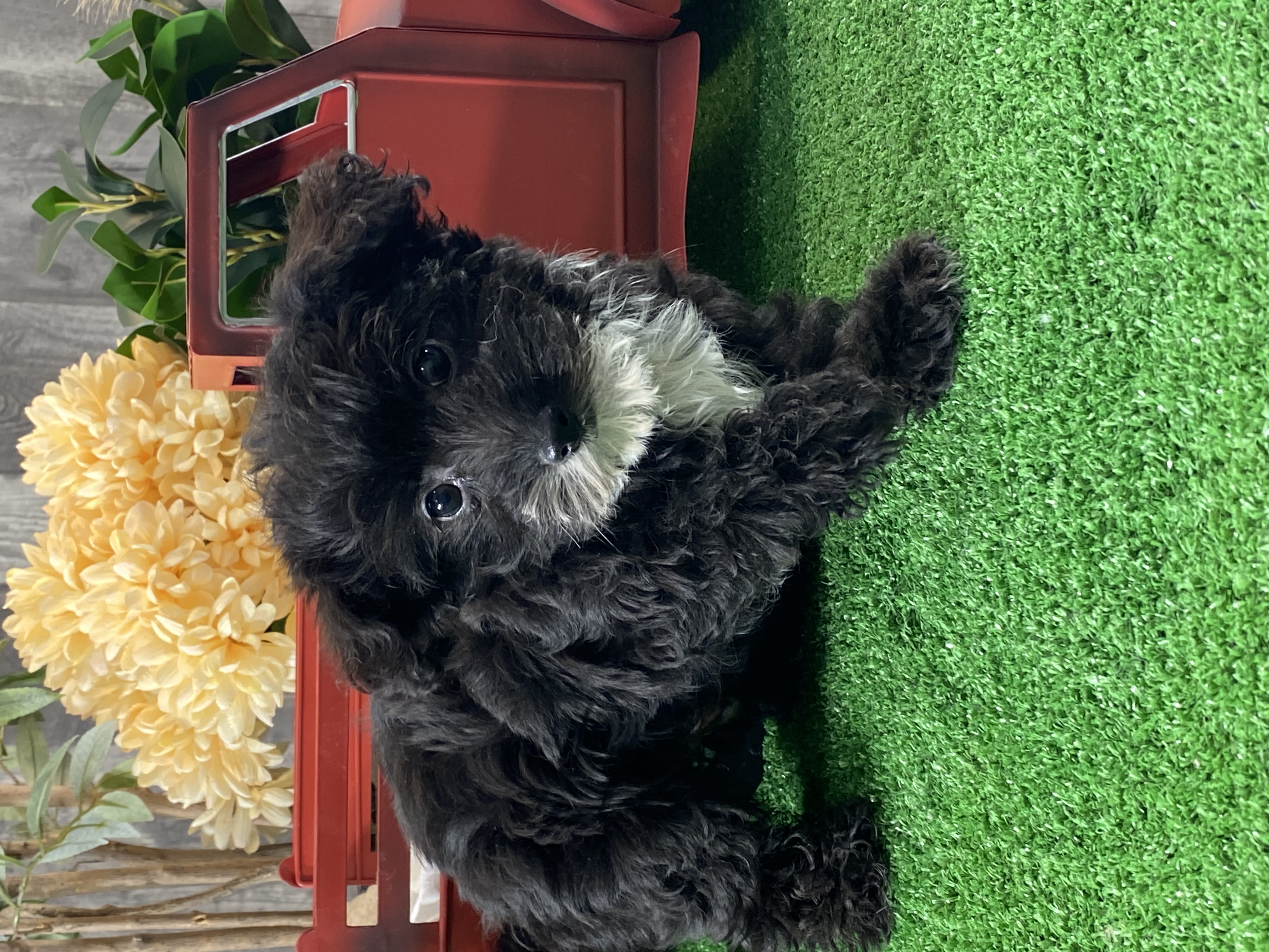 puppy, for, sale, Yorki Poo, Curtis  Martin, dog, breeder, Seneca Falls, NY, dog-breeder, puppy-for-sale, forsale, nearby, find, puppyfind, locator, puppylocator, aca