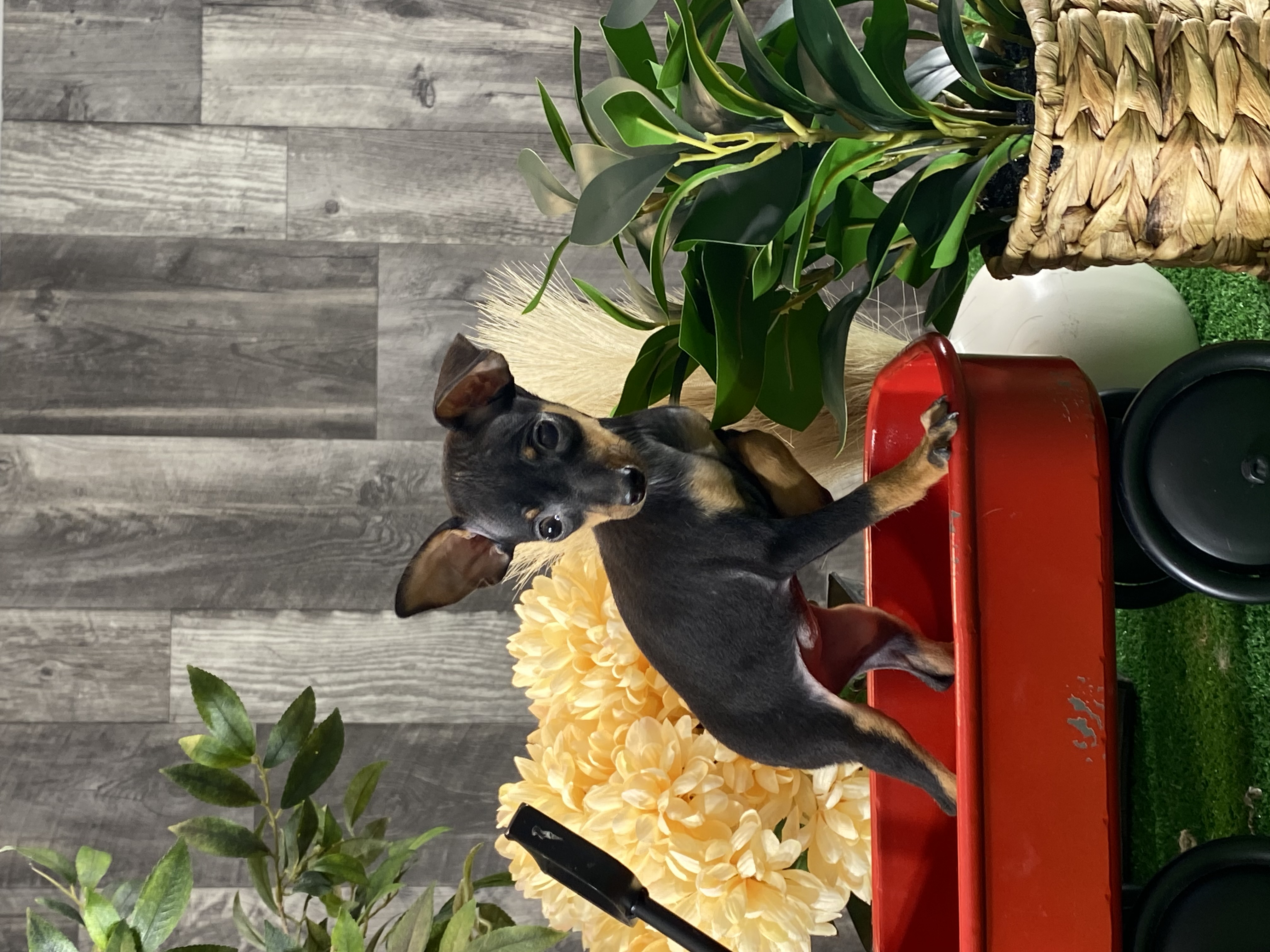 puppy, for, sale, Miniature Pinscher, Curtis  Martin, dog, breeder, Seneca Falls, NY, dog-breeder, puppy-for-sale, forsale, nearby, find, puppyfind, locator, puppylocator, aca