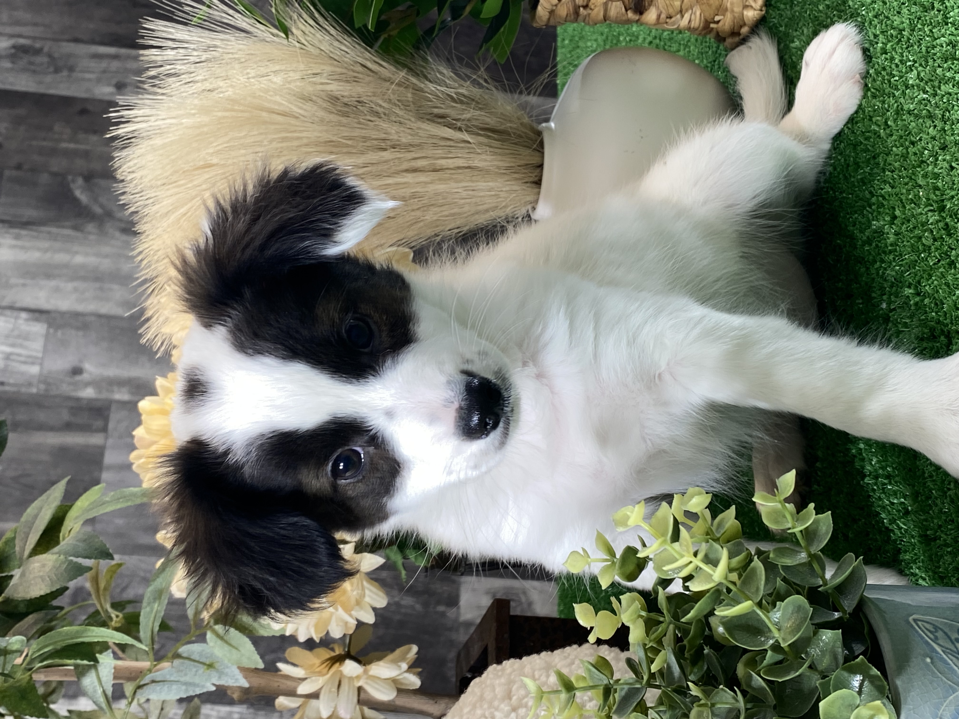 puppy, for, sale, Papillon, Curtis  Martin, dog, breeder, Seneca Falls, NY, dog-breeder, puppy-for-sale, forsale, nearby, find, puppyfind, locator, puppylocator, aca